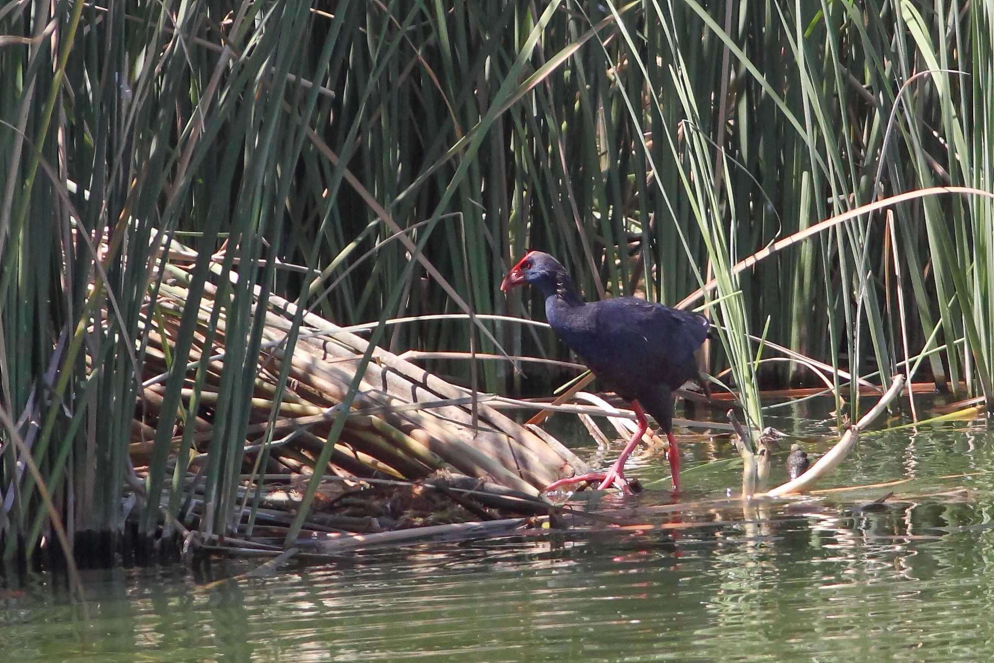 gallinule