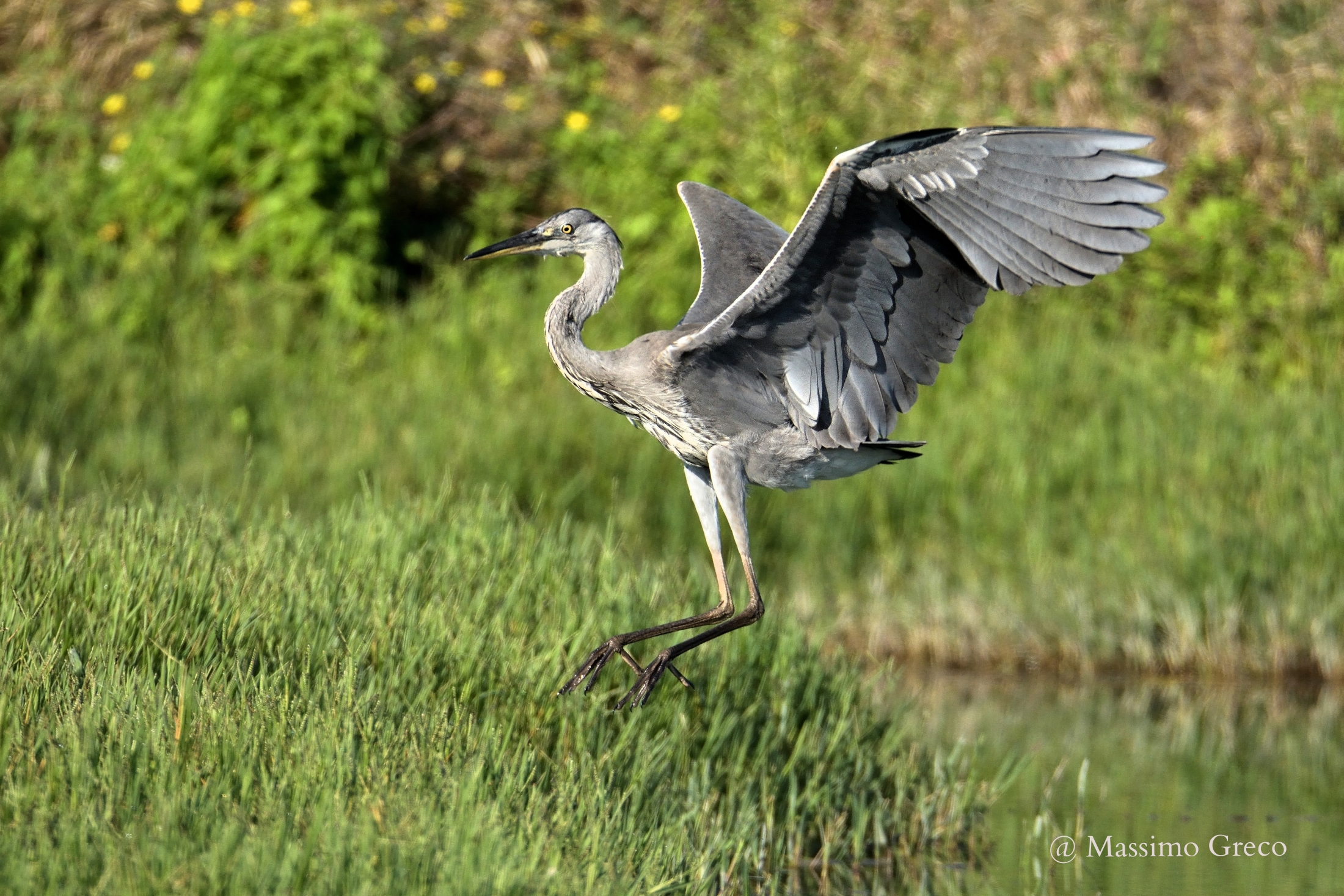 Atterraggio - Airone cenerino