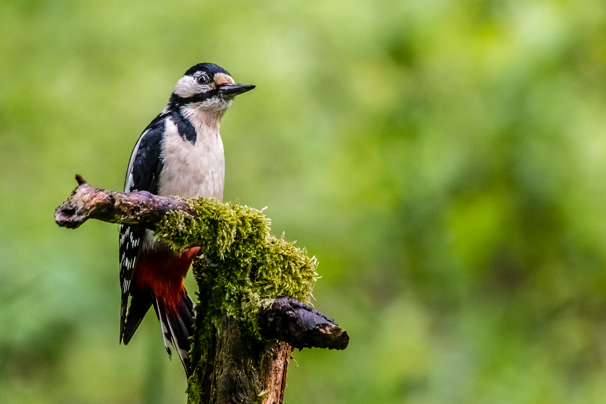 Picchio Rosso Maggiore