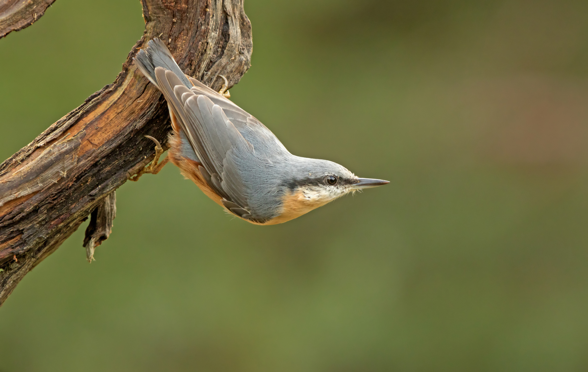 nuthatch