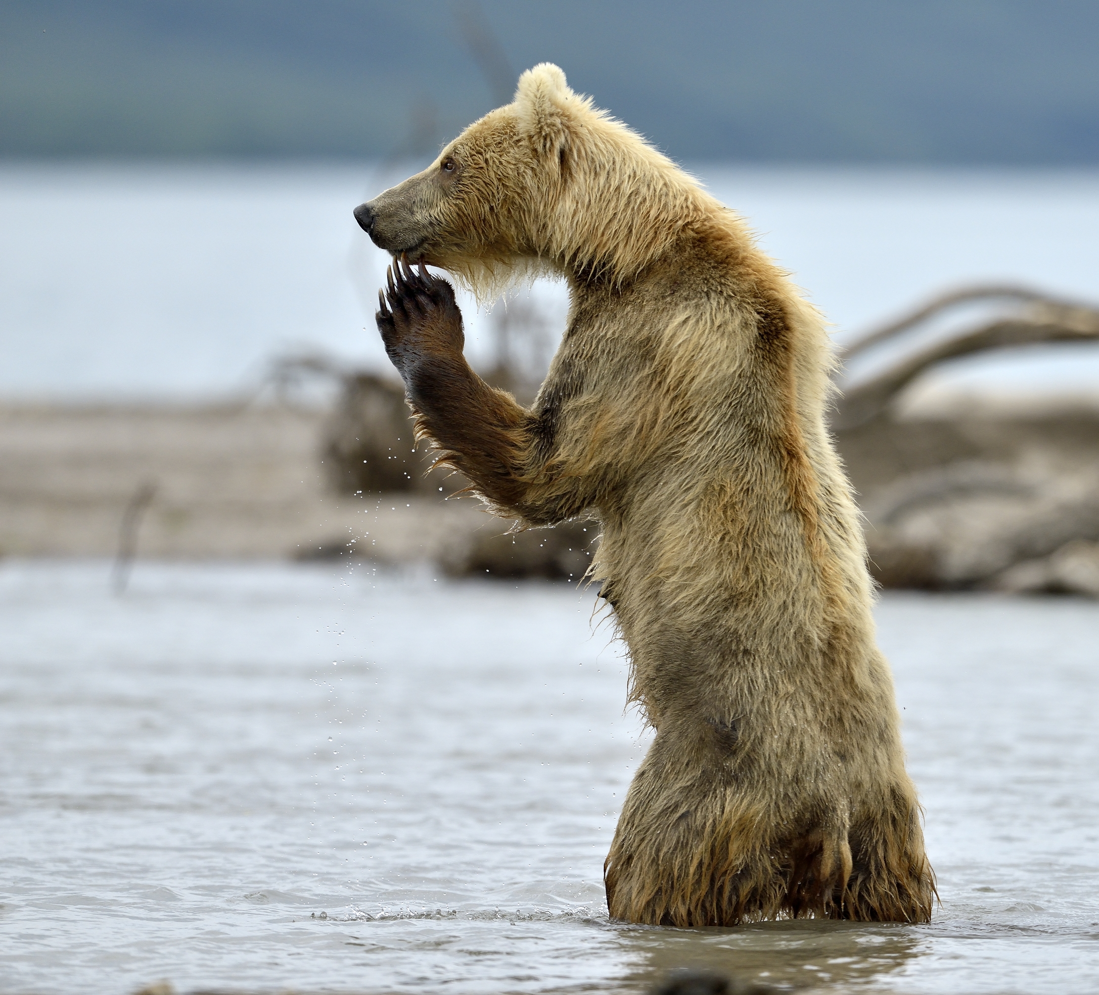 Kamchatka 2016 - Dubbi