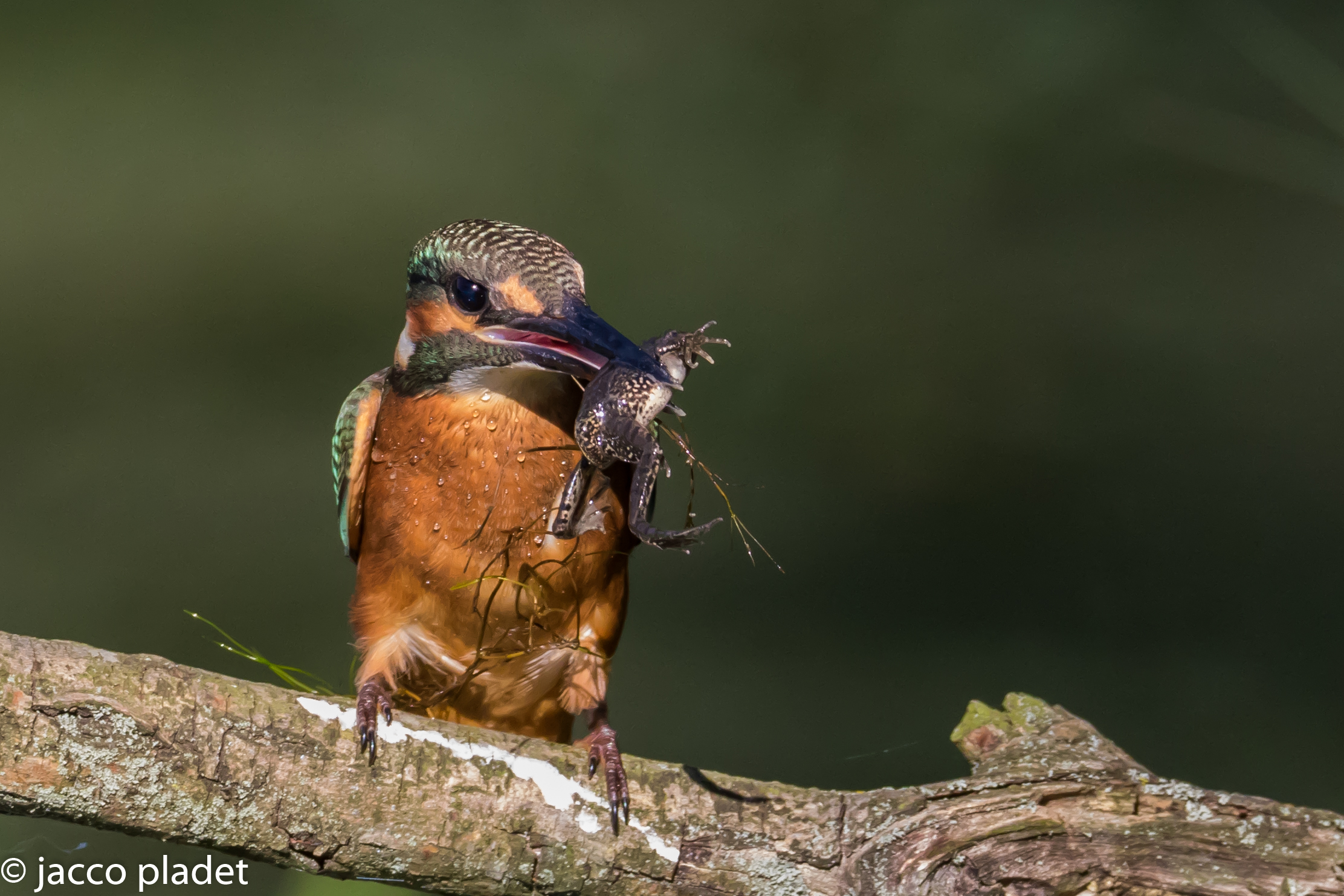 kingfisher with frog