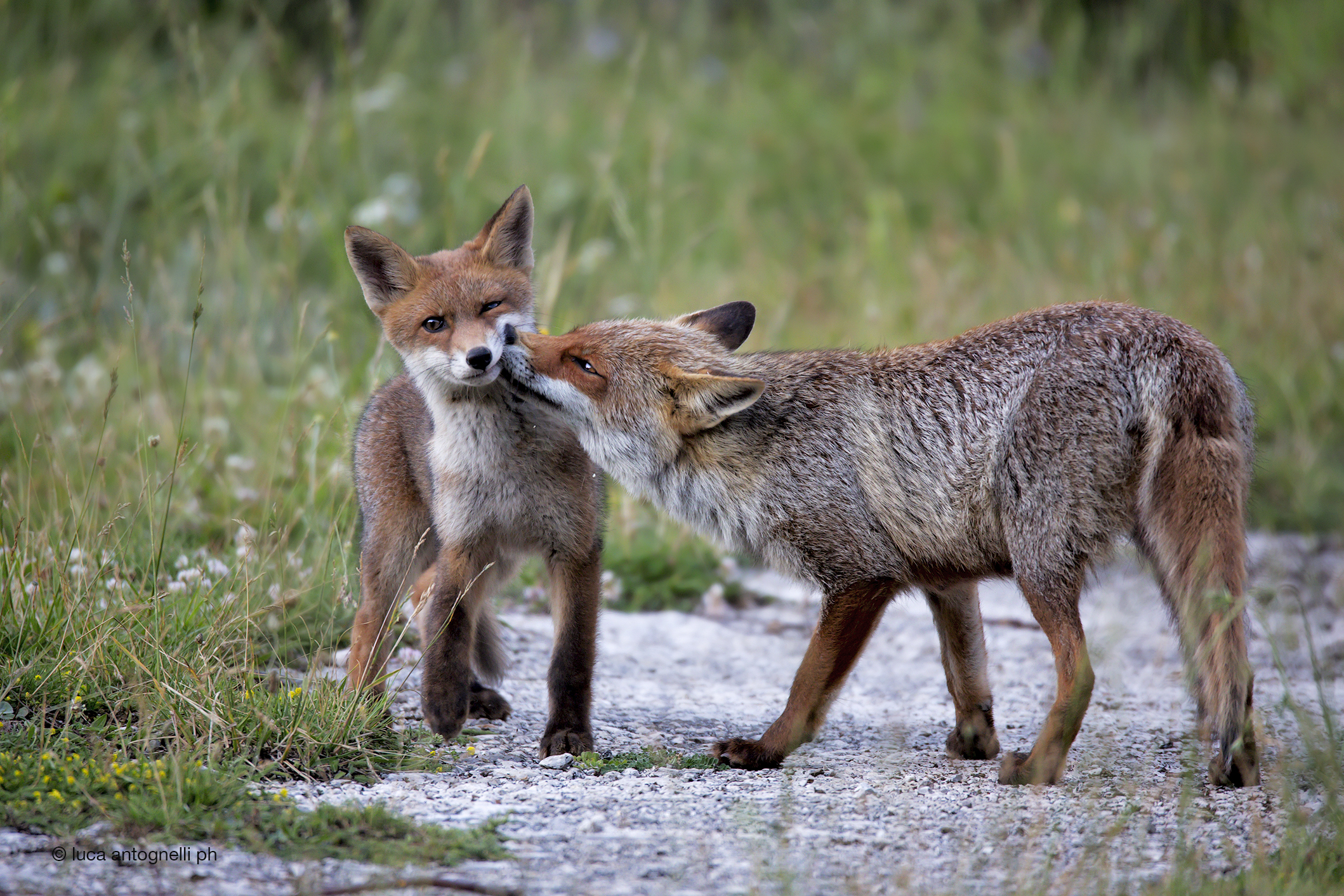 La mamma ed il cucciolo di volpe