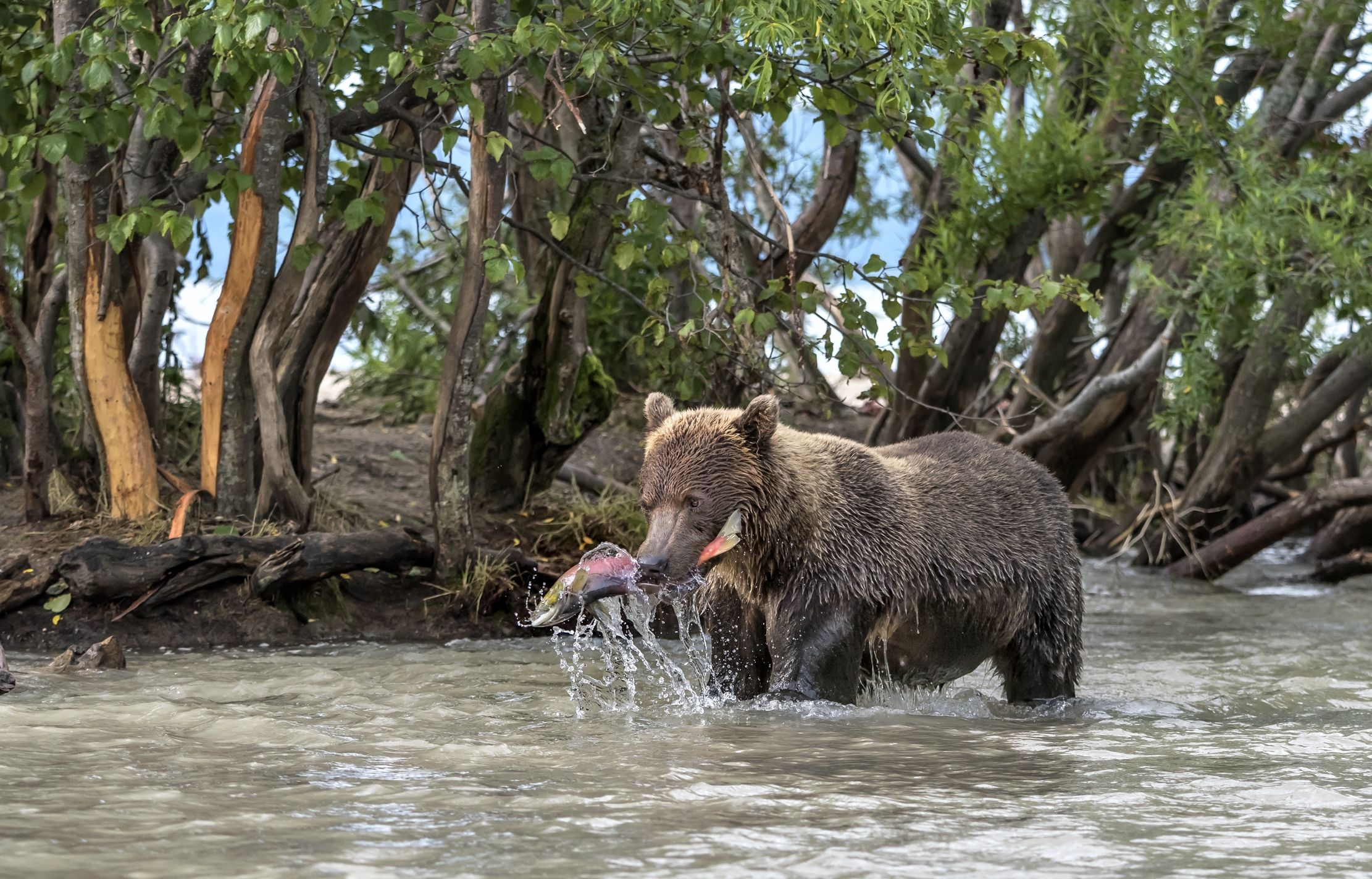 Kamchatka 2016 - Nel fiume