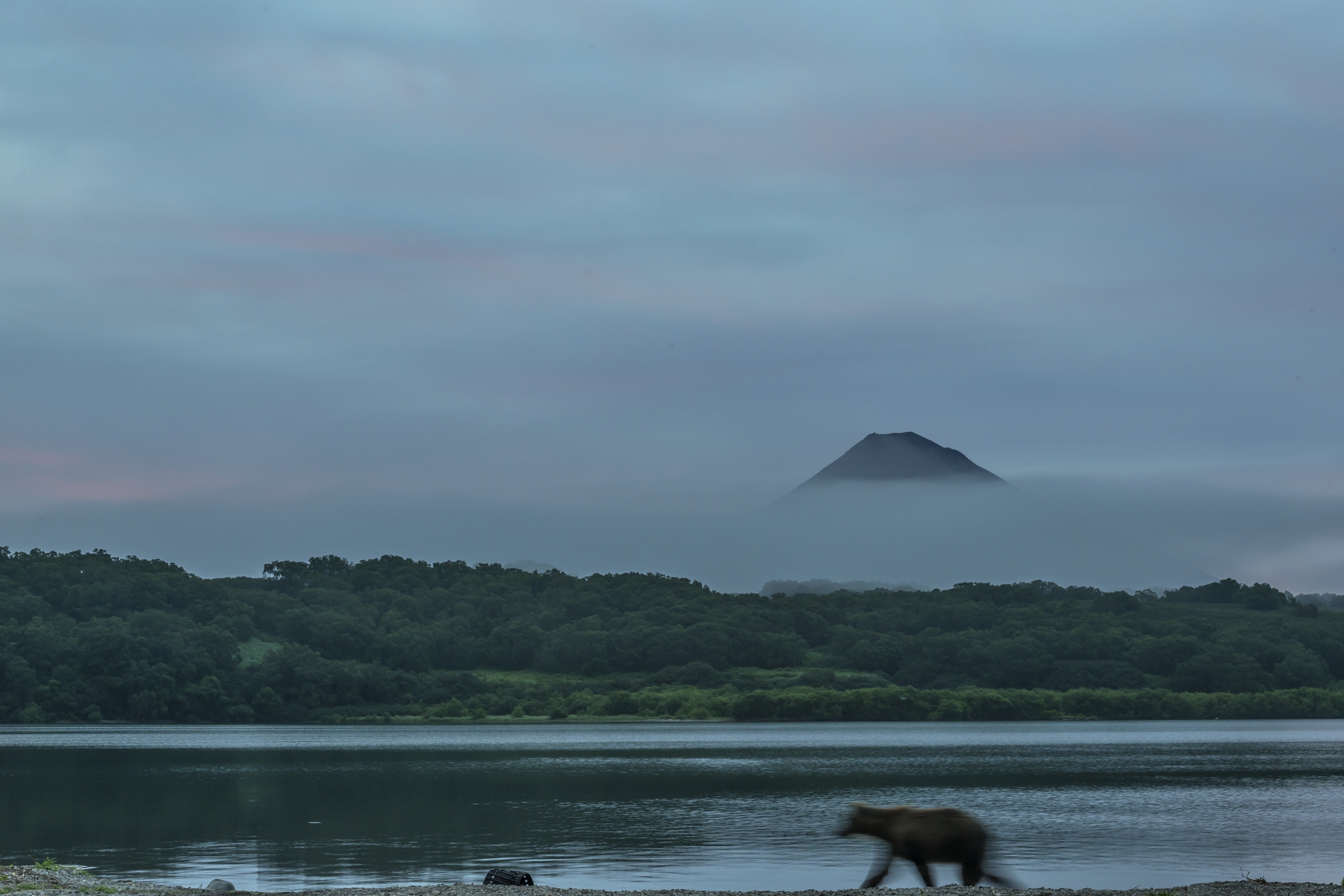 Kamchatka 2016 - L'orso fantasma