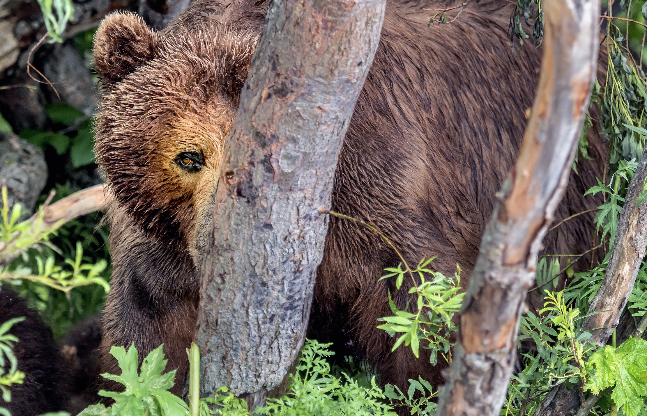 Kamchatka 2016 - Lo sguardo