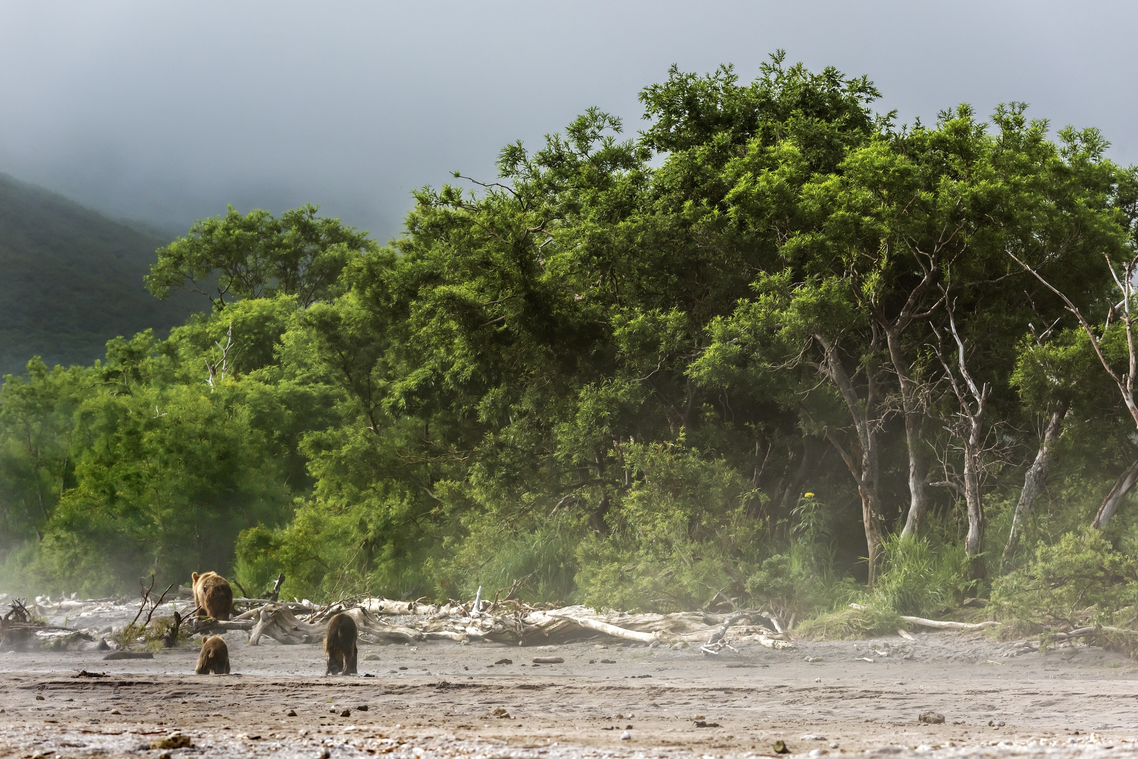 Kamchatka 2016 - Al mattino con la nebbiolina