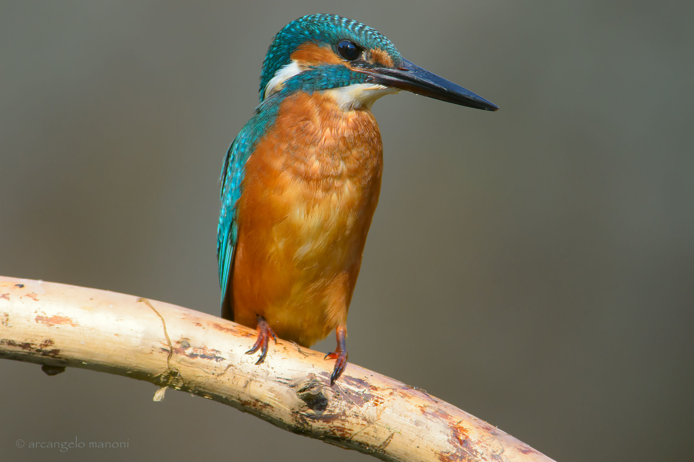 Sua maestà il re del fiume