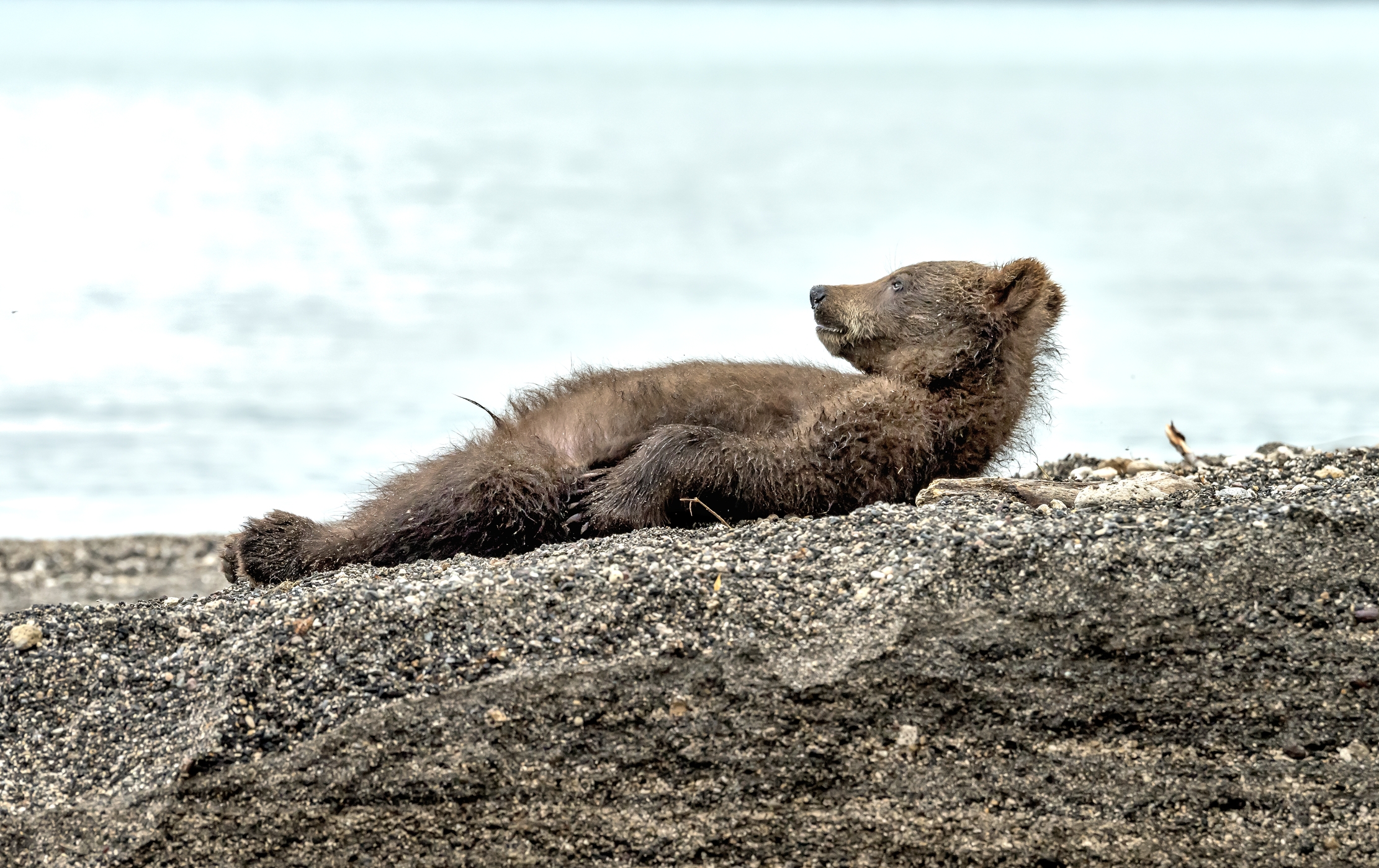 Kamchatka 2016 - Supino