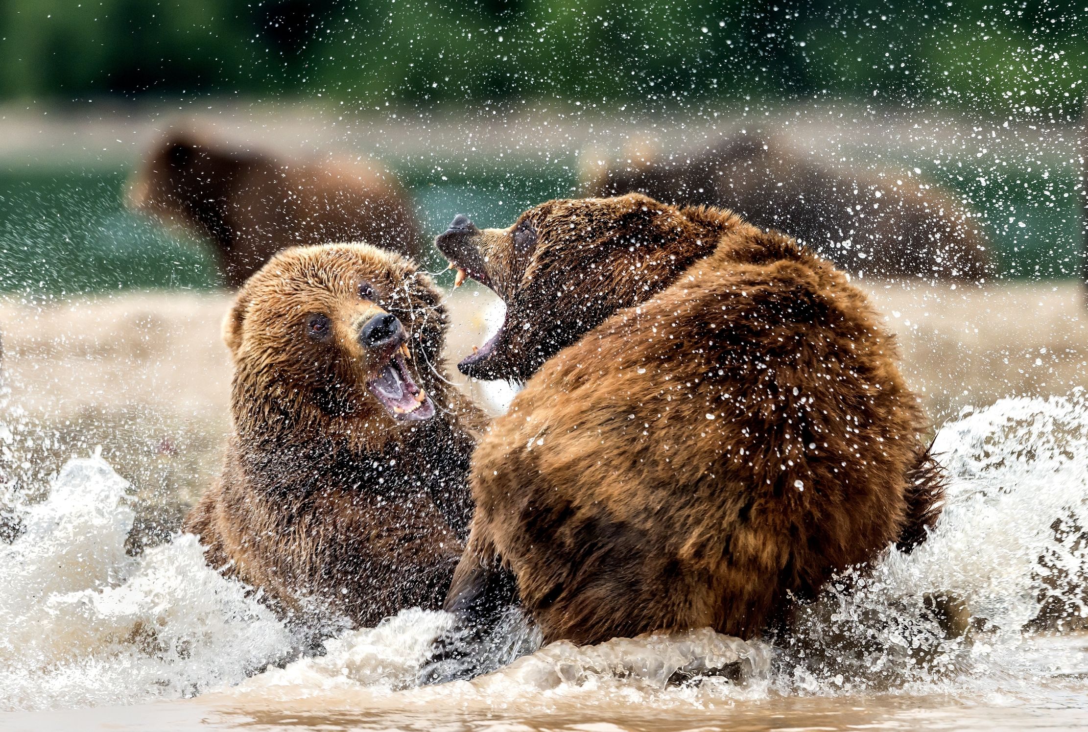 Kamchatka 2016 - Litigi