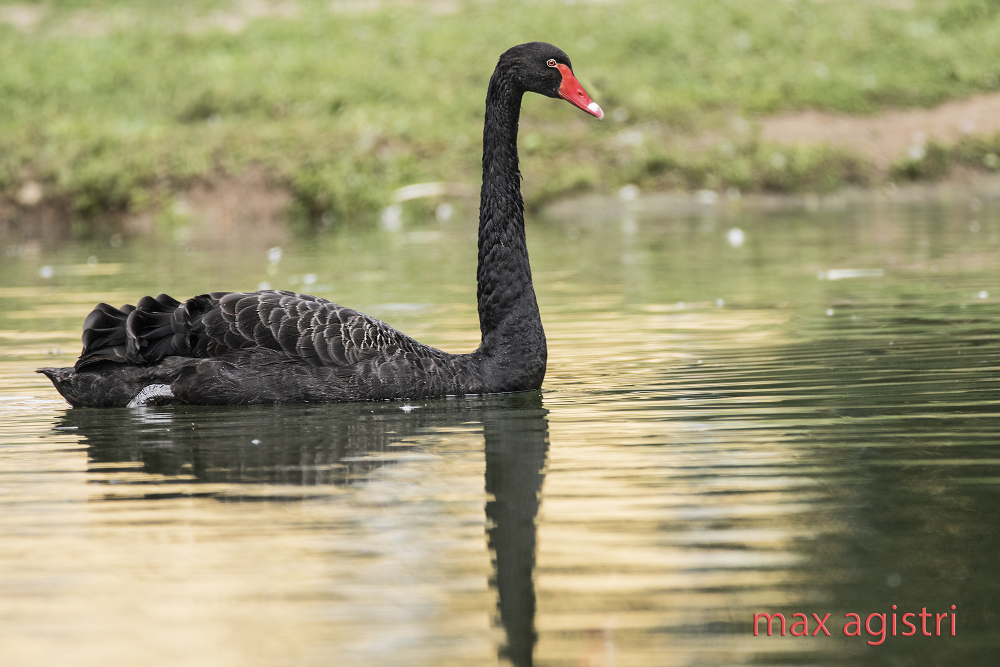 black Swan