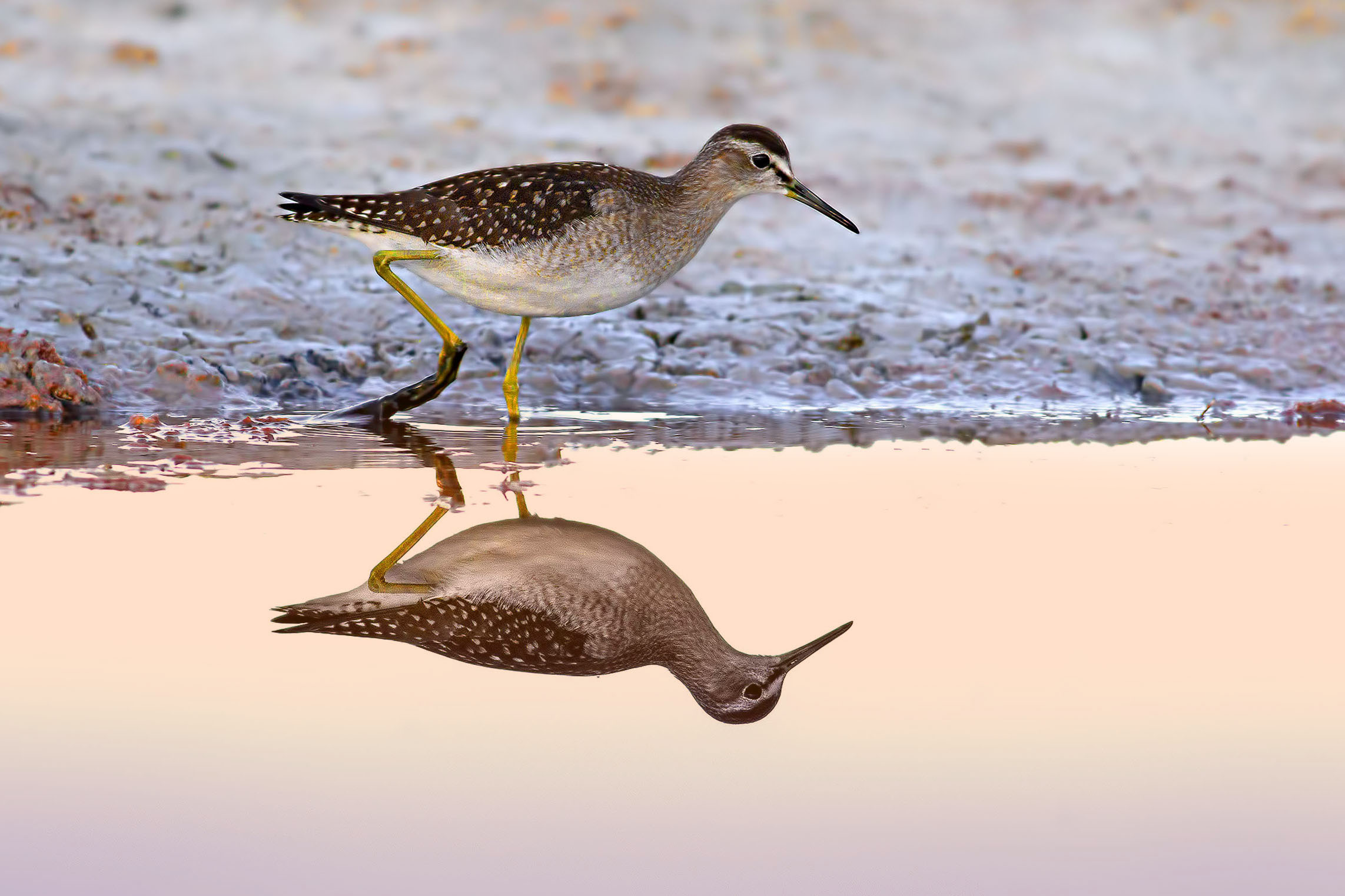 Piro Piro Boschereccio