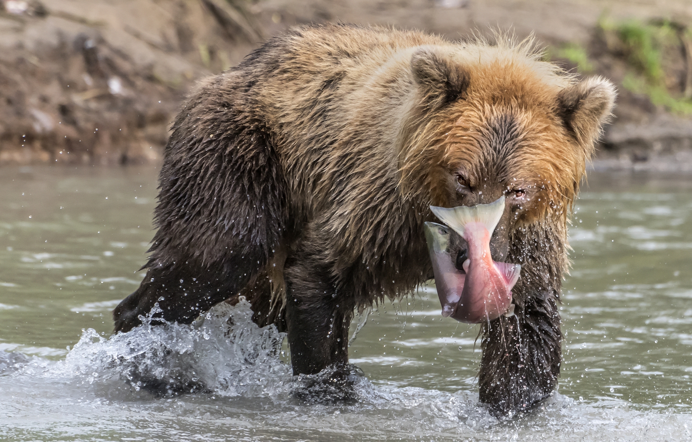 Kamchatka 2016 - Pescato
