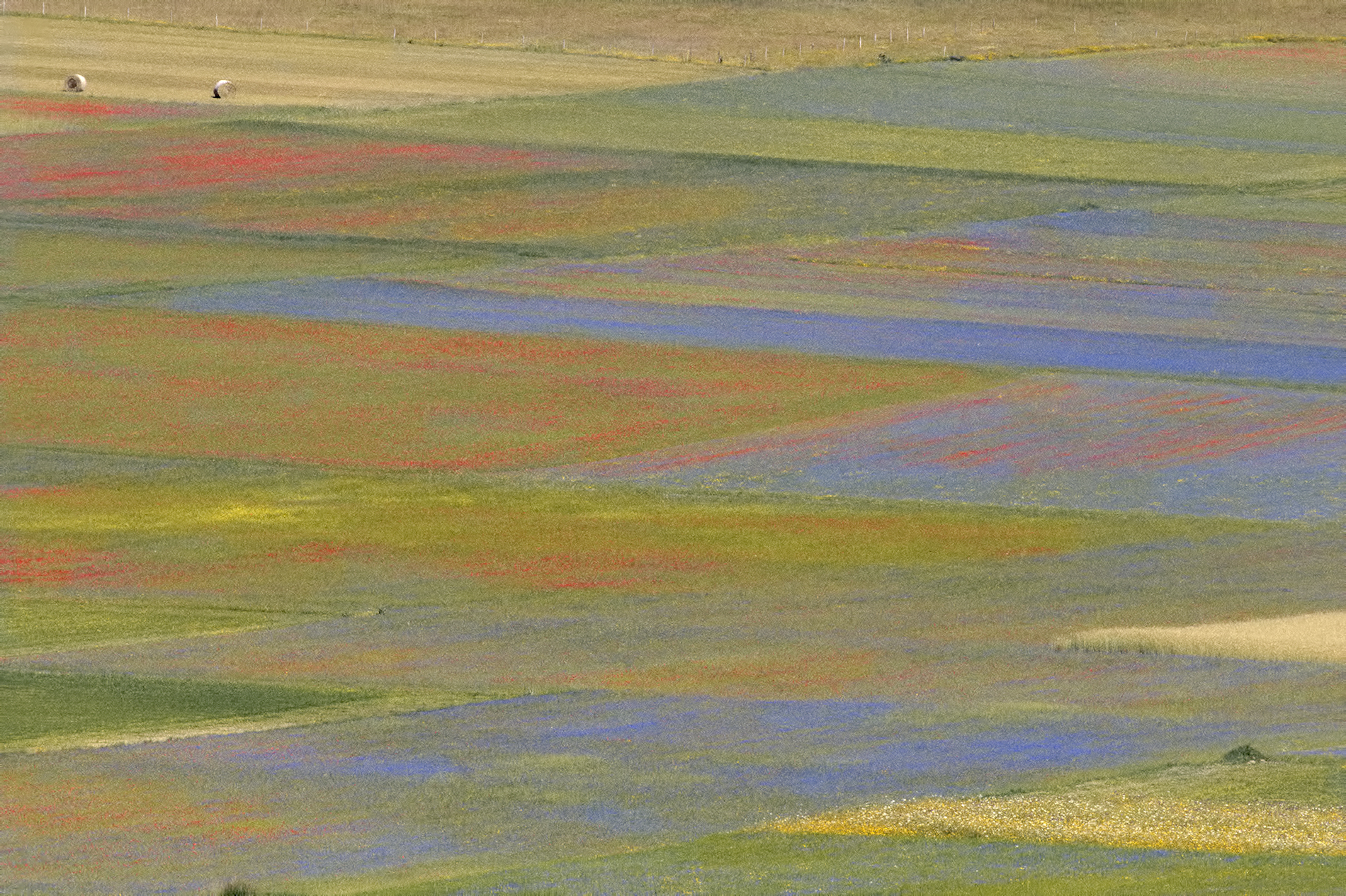 Fioritura 2016 a Castelluccio