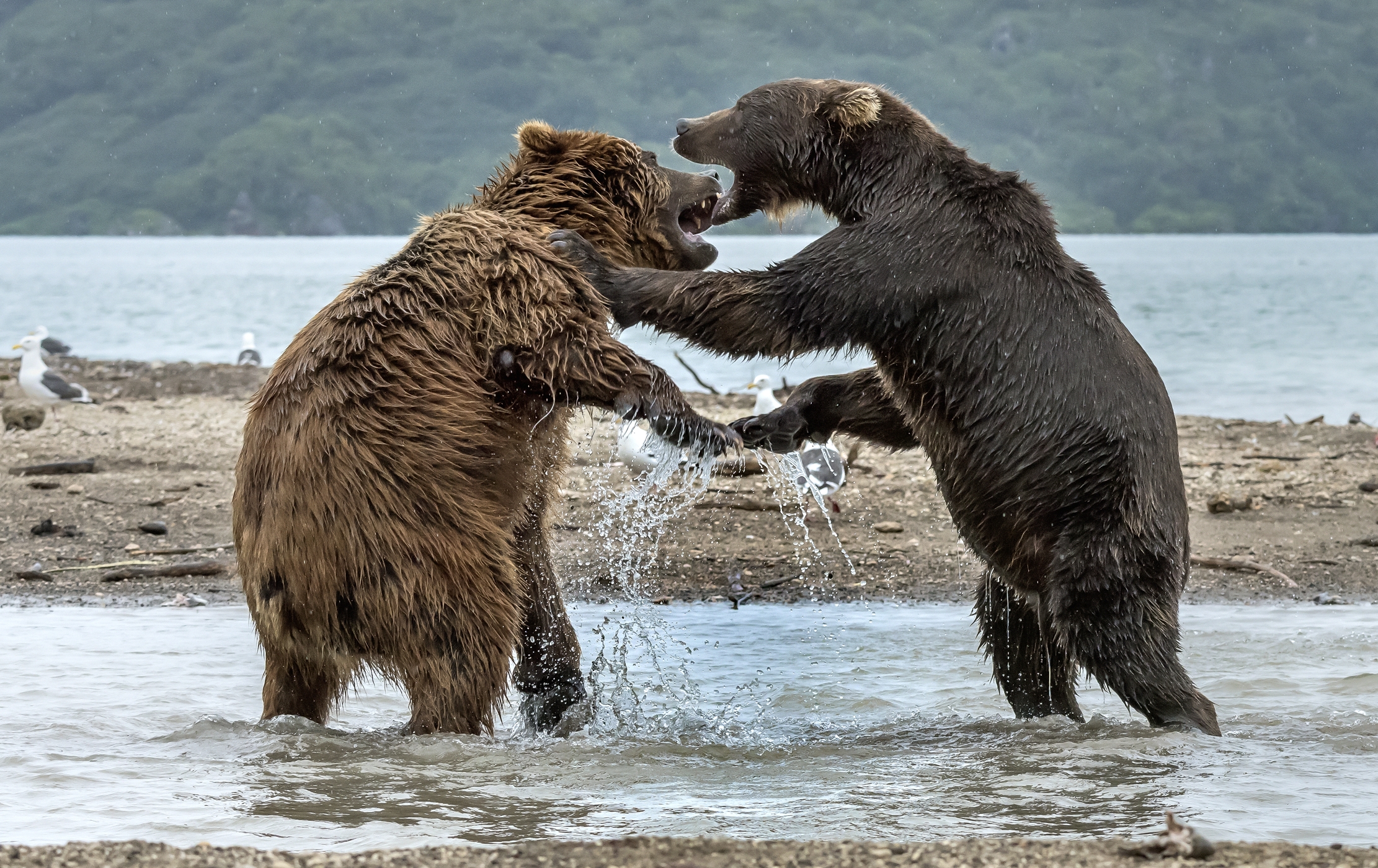 Kamchatka 2016 - Discussioni