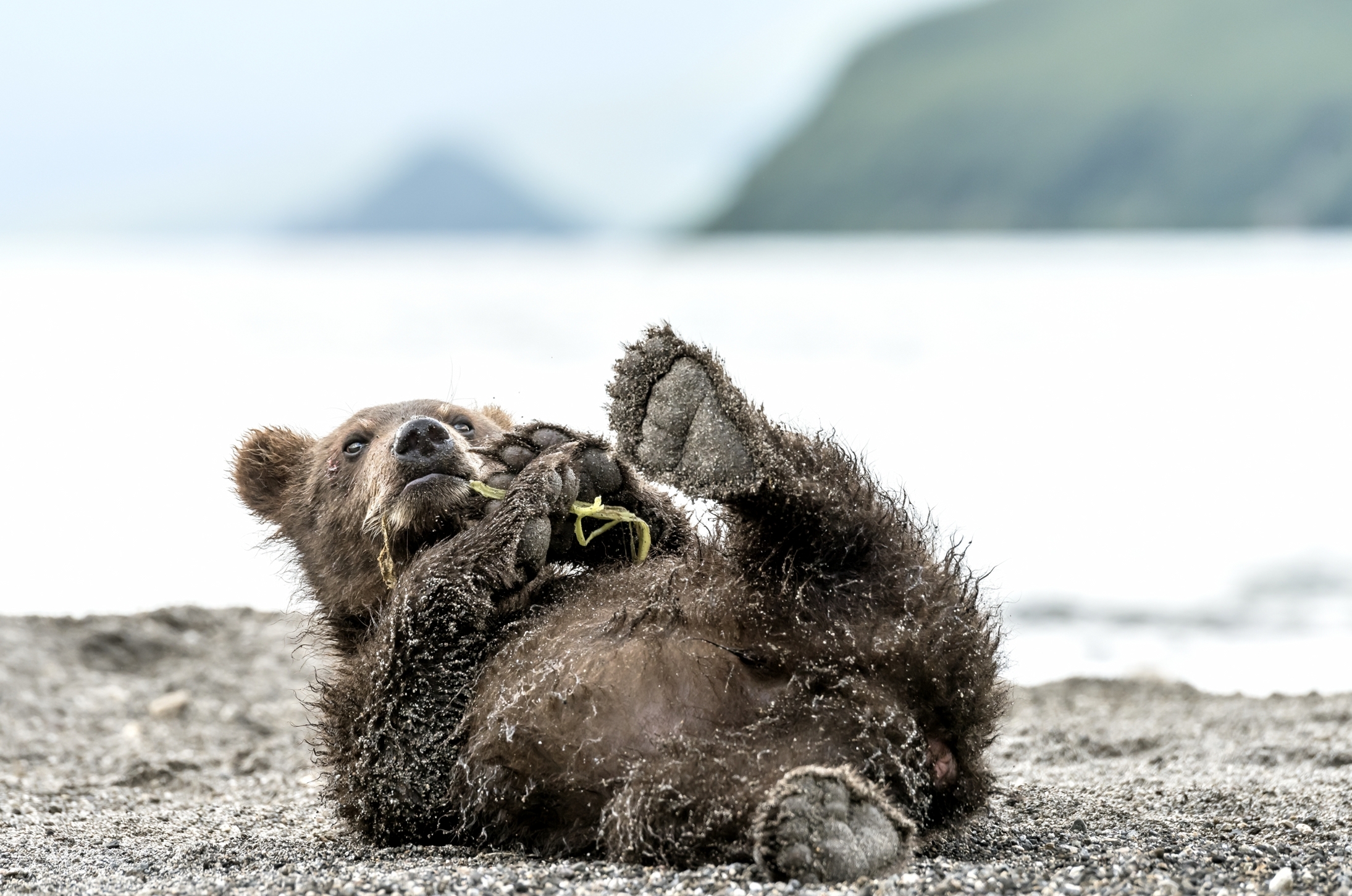 Kamchatka 2016 - L'orsetto sognatore
