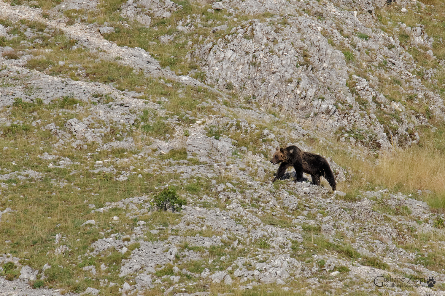 Brown Bear (Ursus arctos marsicanus).
