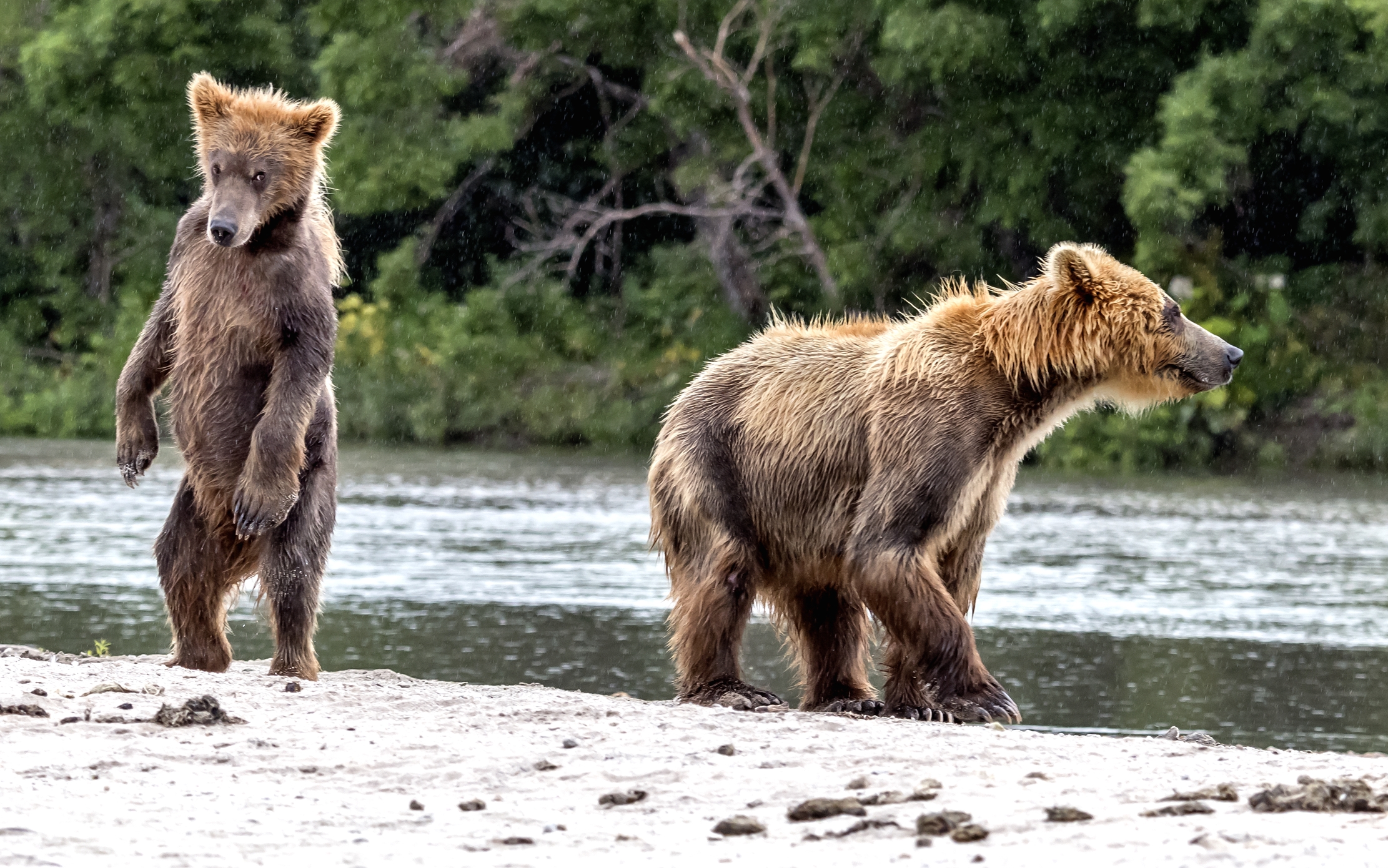 Kamchatka 2016 - Osservazione