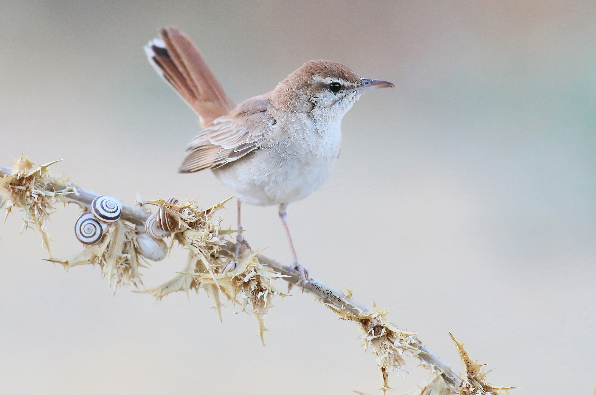 Nightingale of Africa