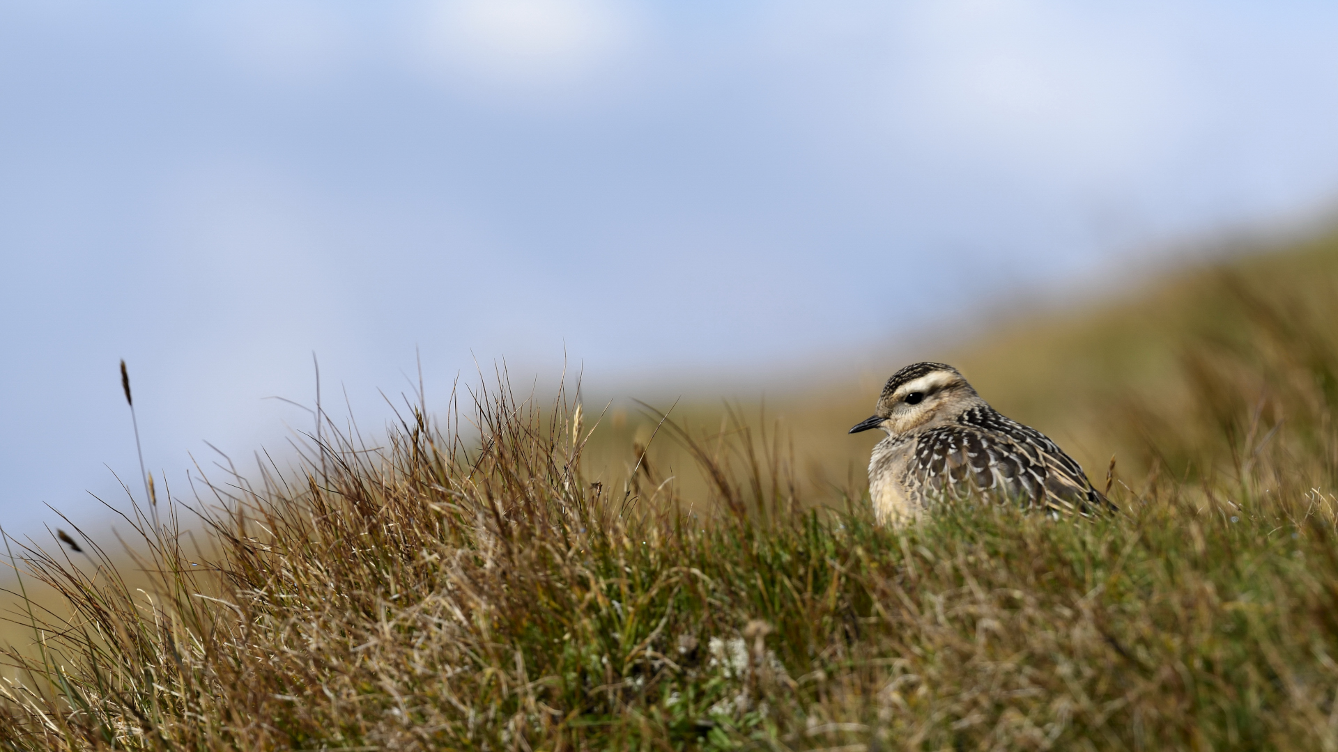 dotterel