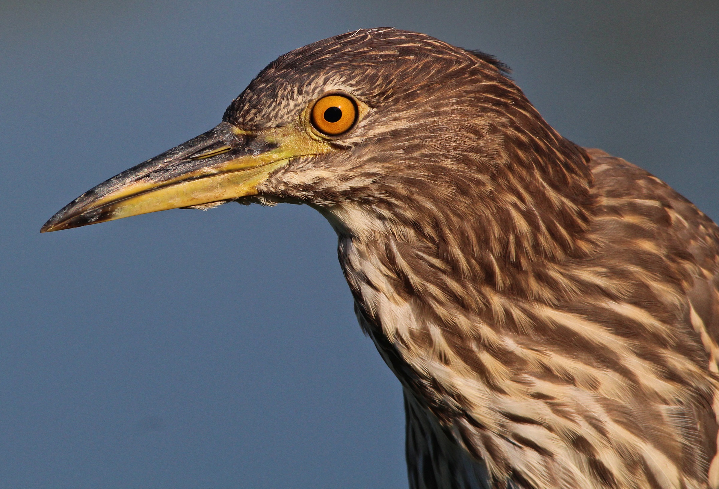 Portrait Young Black Crowned Night Heron