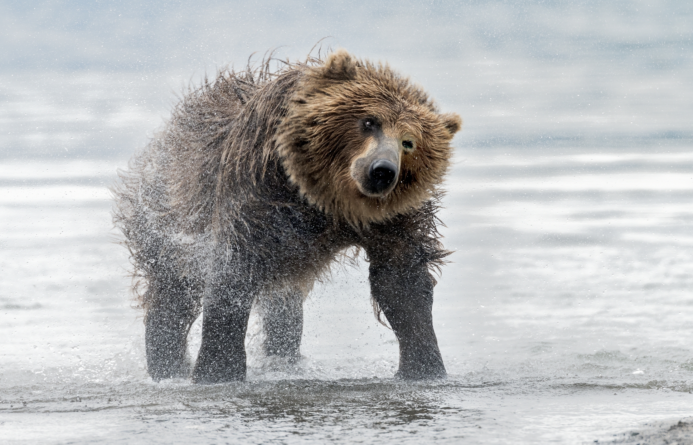Kamchatka 2016 - Scuotimento