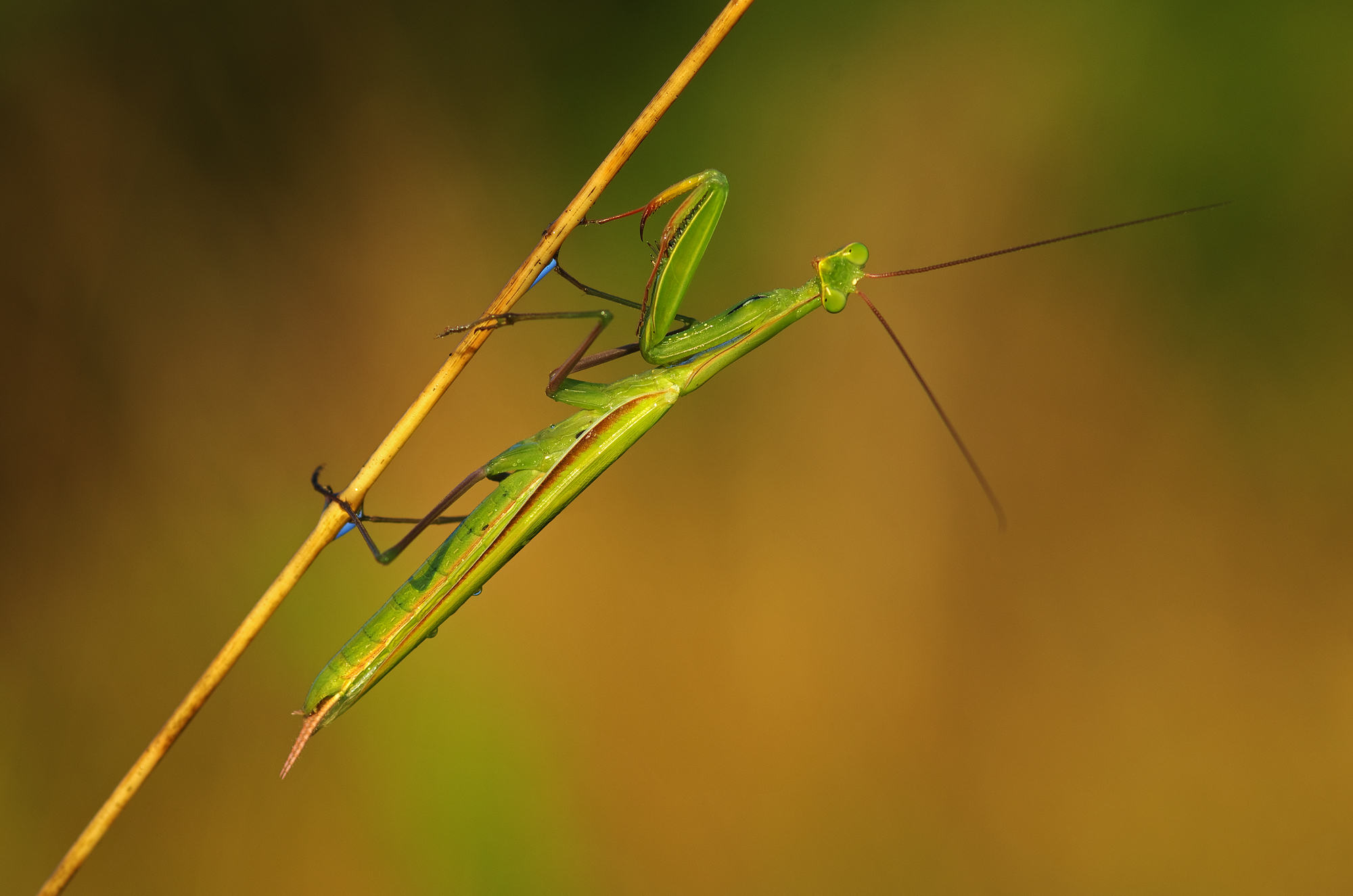 Mantis