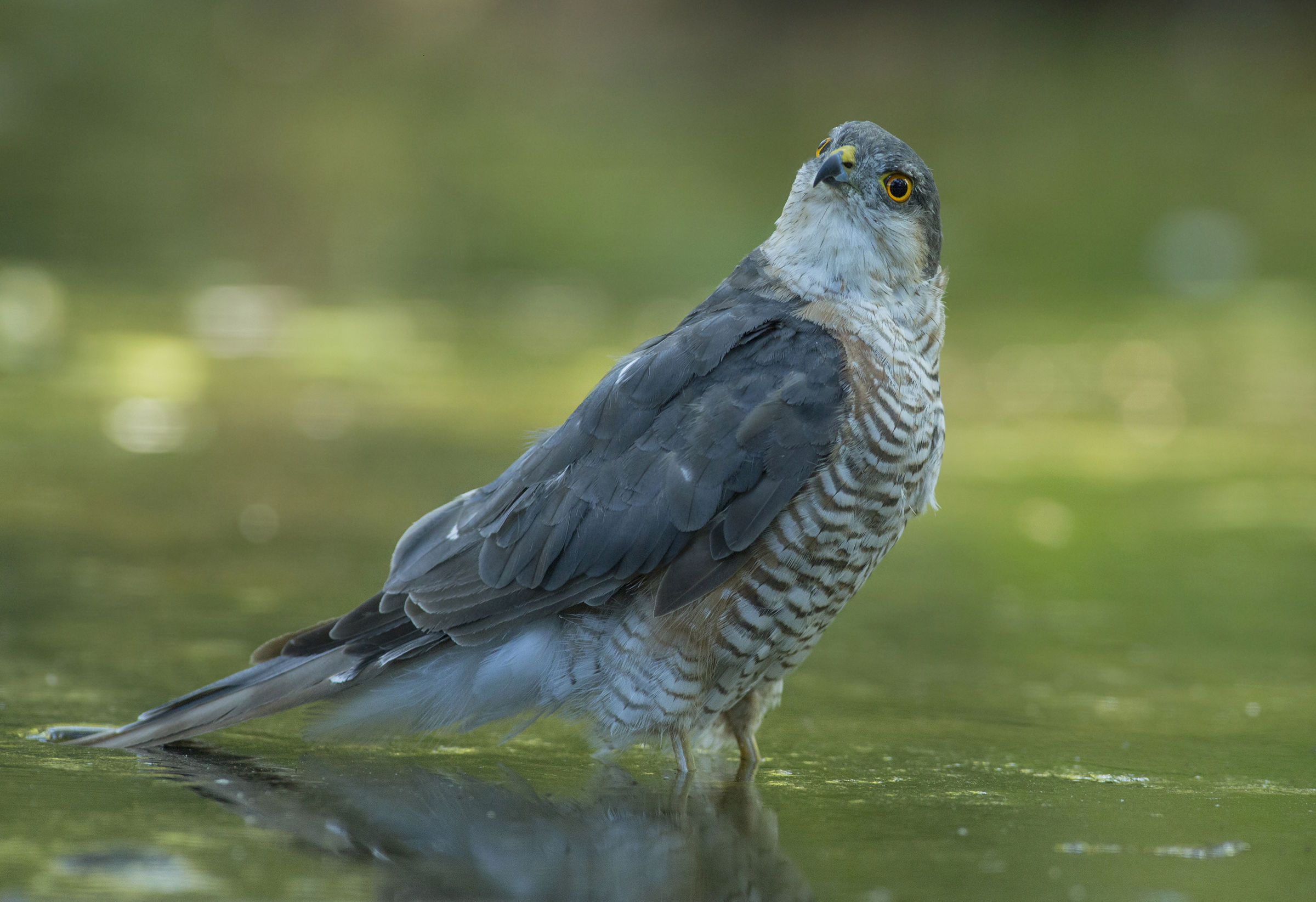 sparrow hawk looks around before the bath