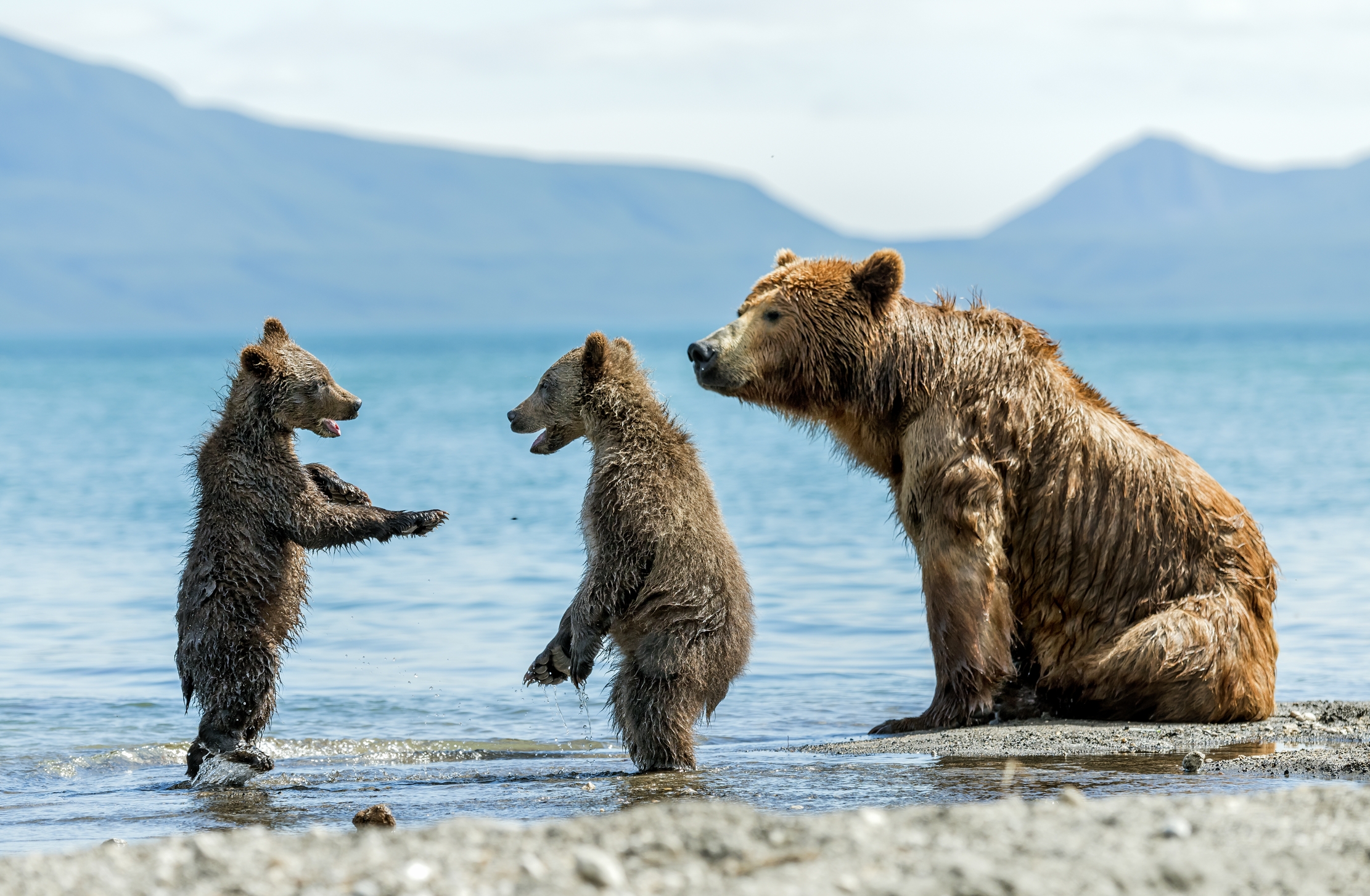 Kamchatka 2016 - So gli occhi della mamma
