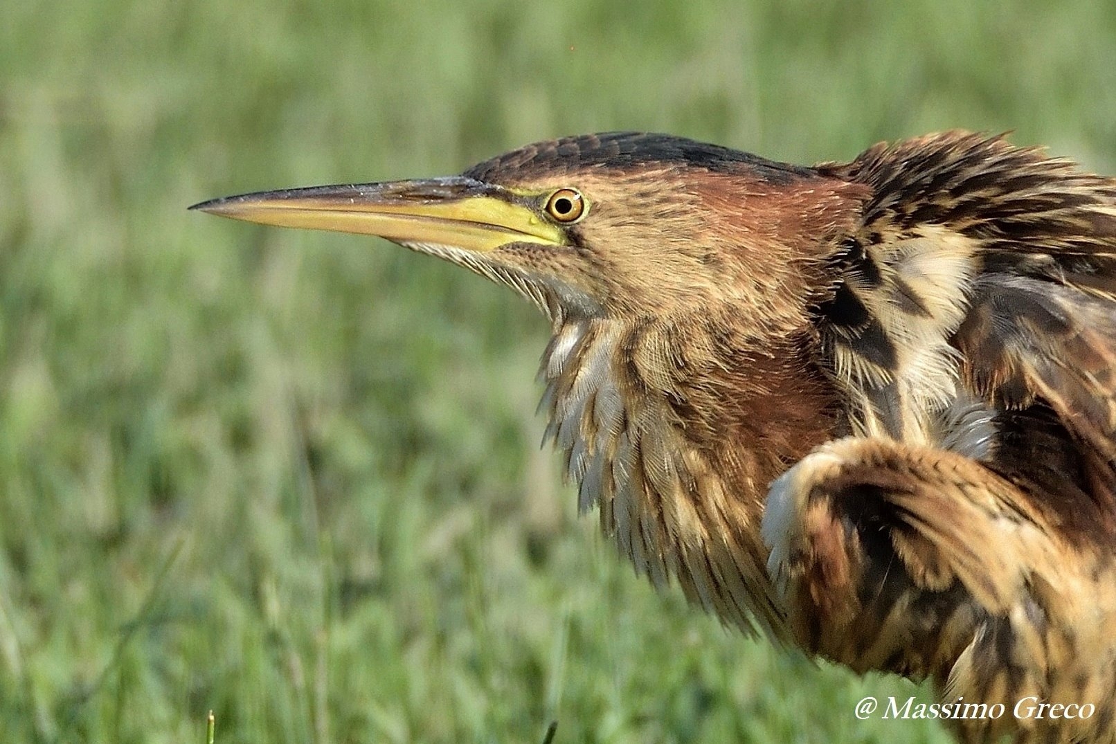 Ritratto di Tarabusino