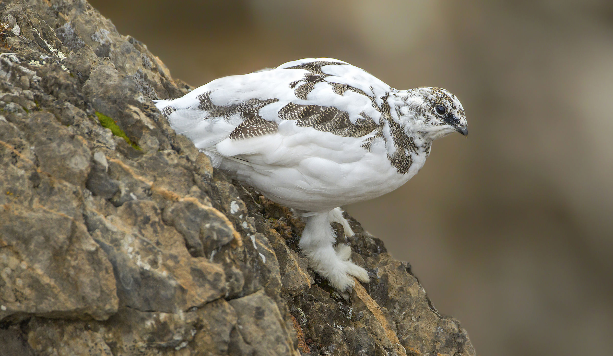 ptarmigan in winter wetsuit
