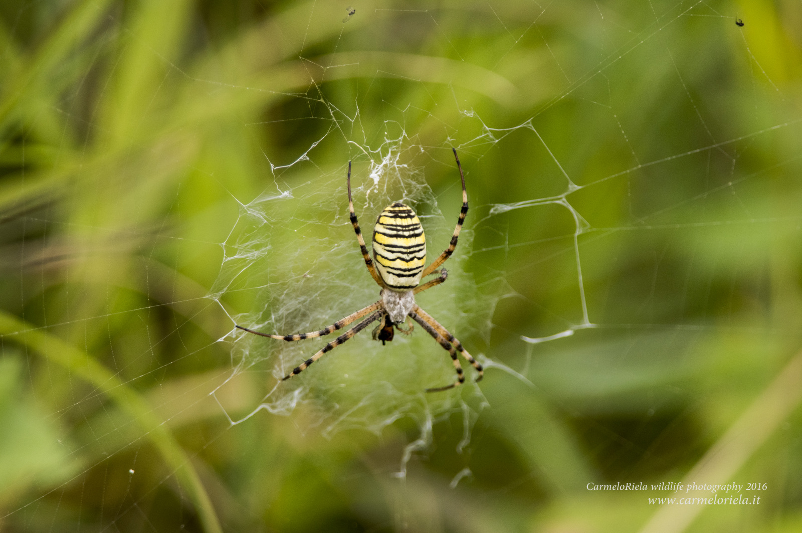 Wasp spider (Argiope bruennichi, Scopoli 1772).
