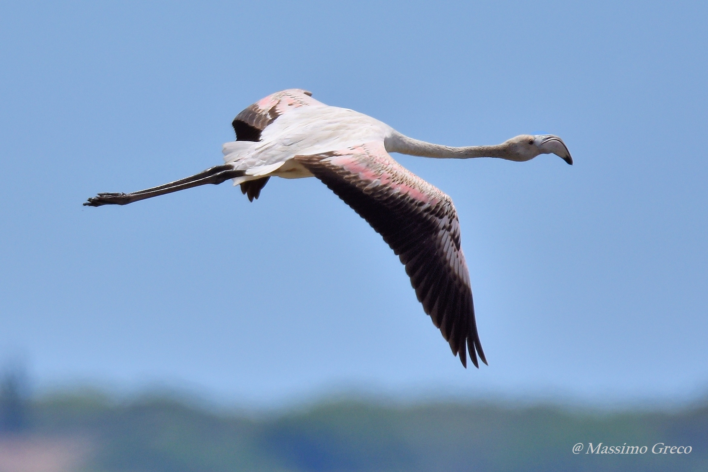 Giovane Fenicottero rosa