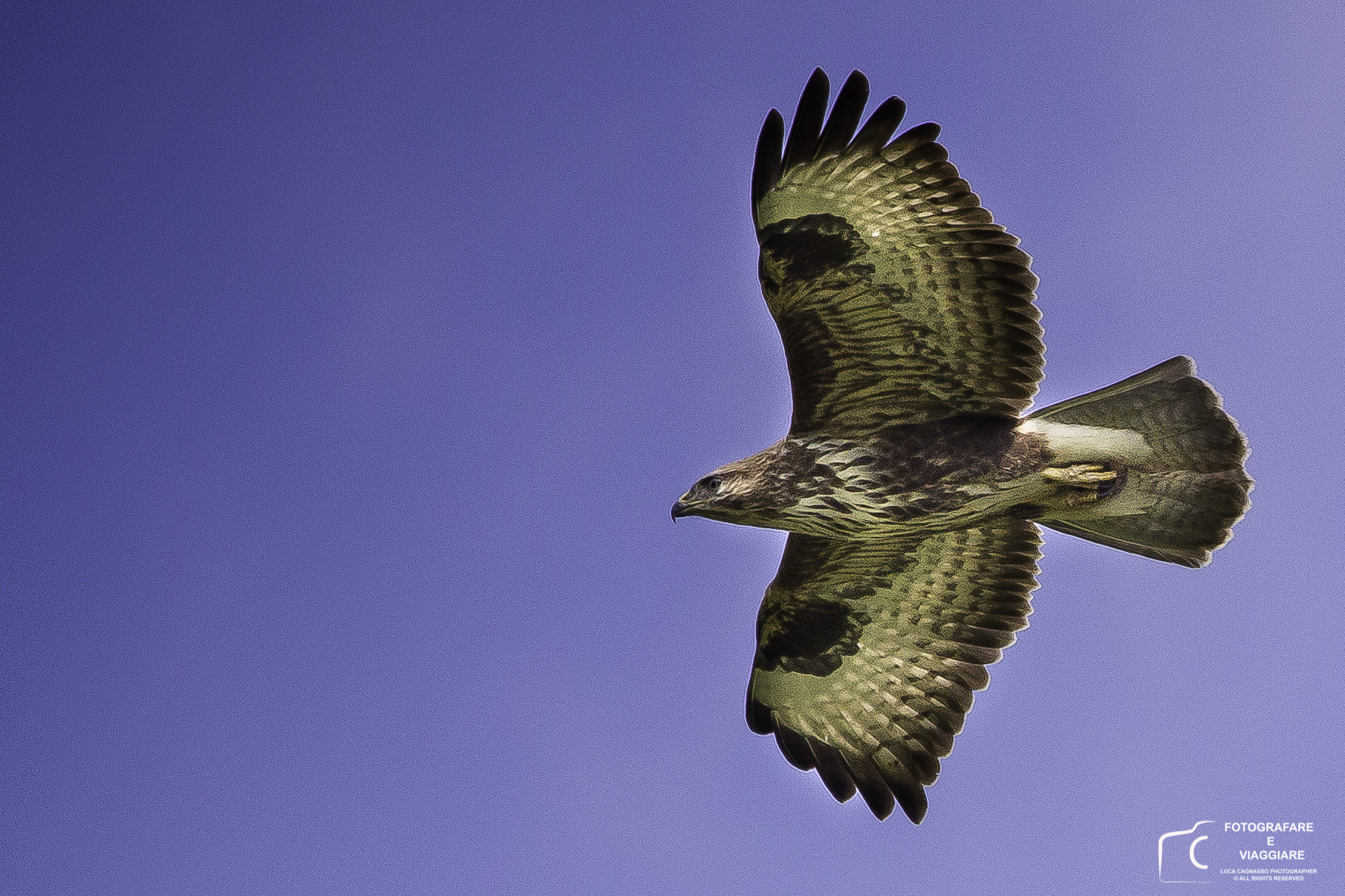 Buzzard in flight