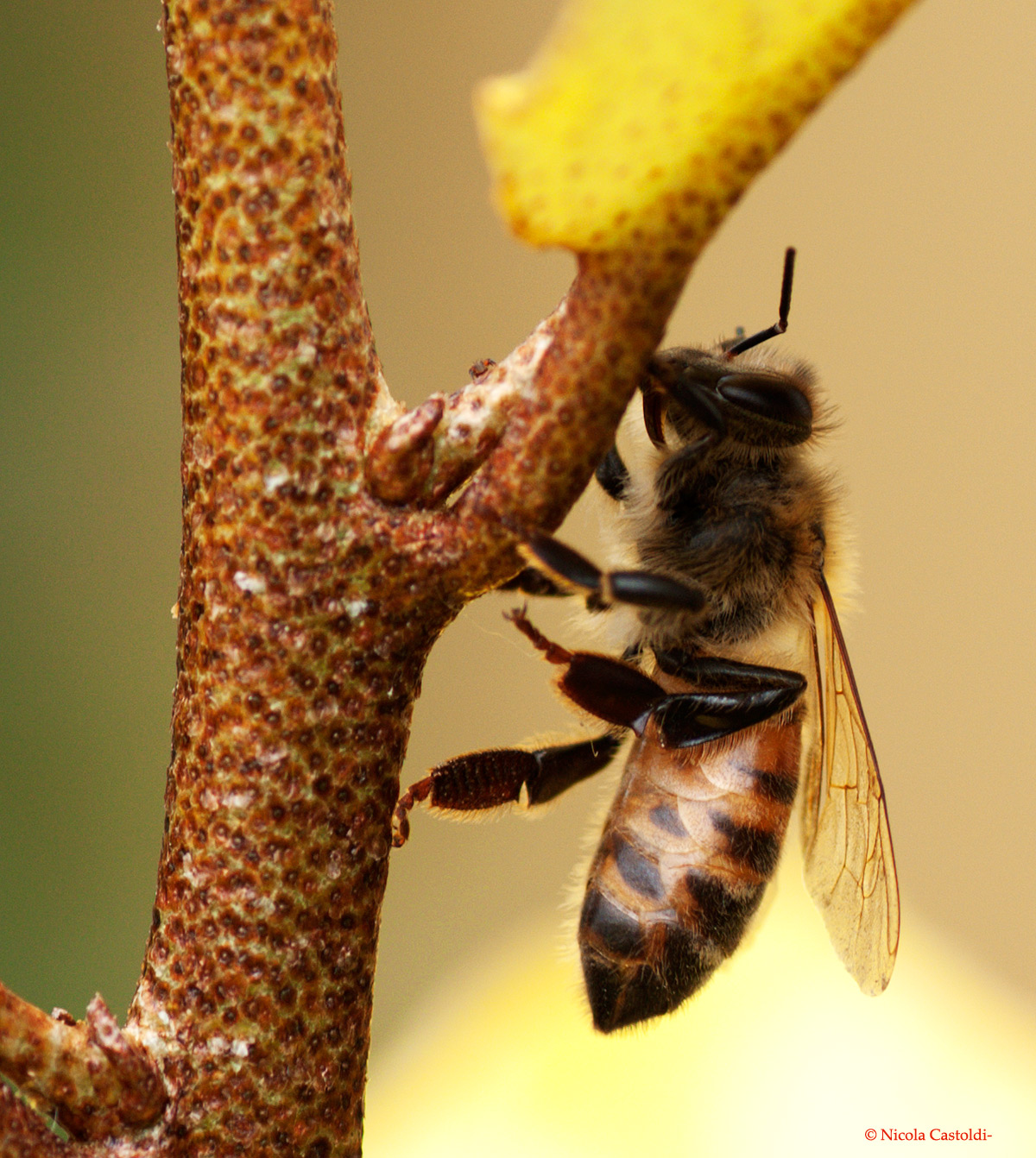 Bee