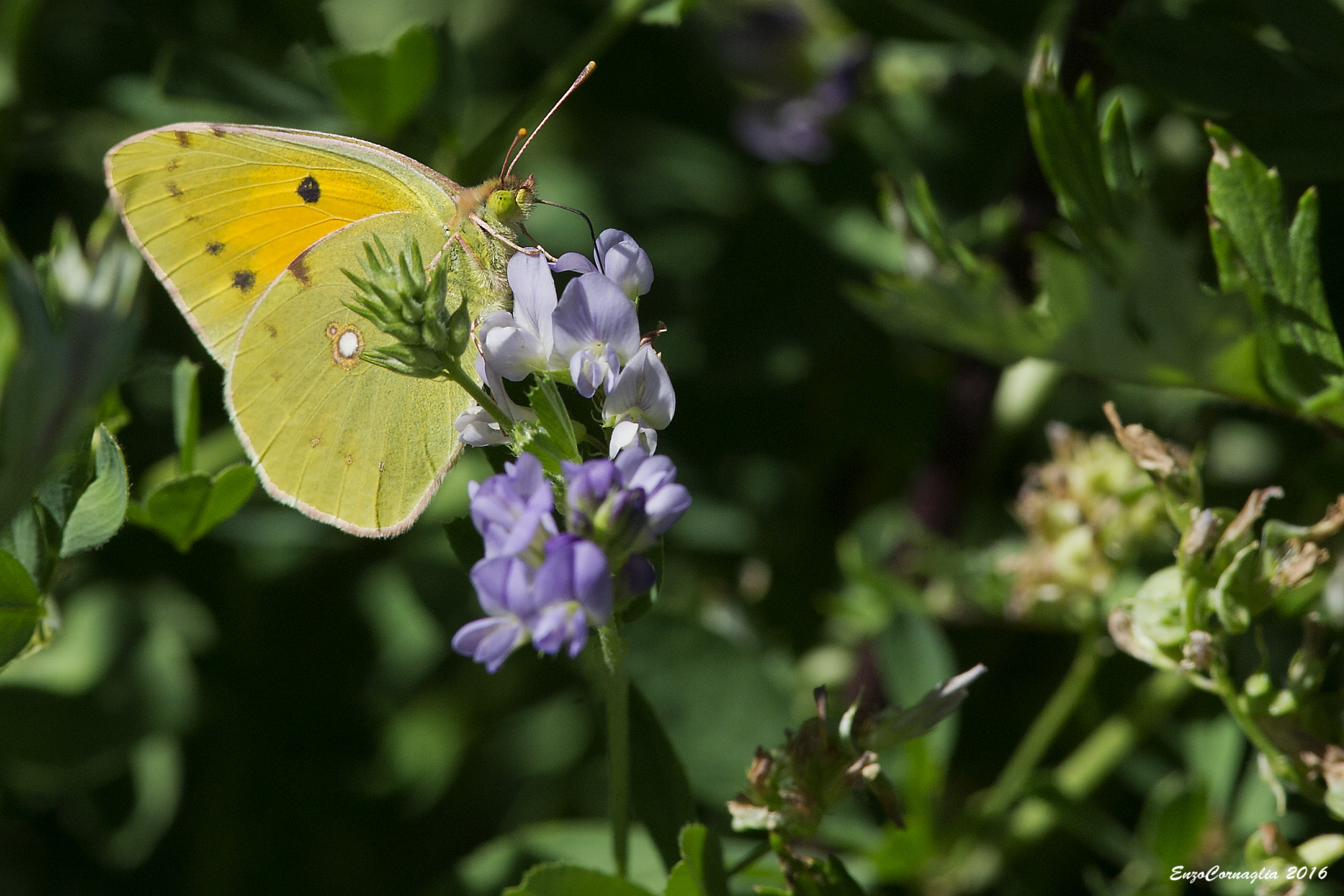 Colias crocea
