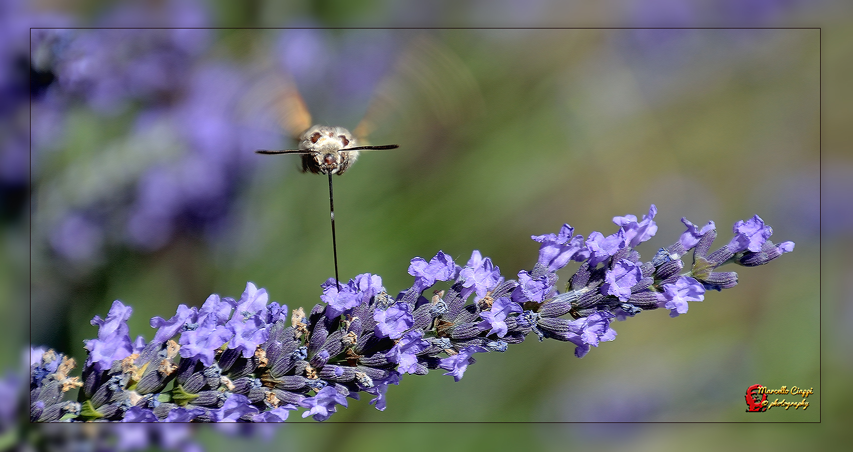 Macroglossum stellatarum  -   Sfinge colibrì