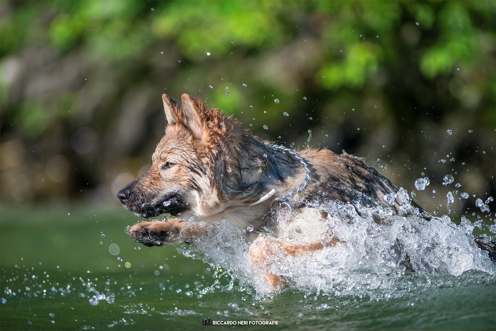 Kira, the French Czechoslovakian wolf!