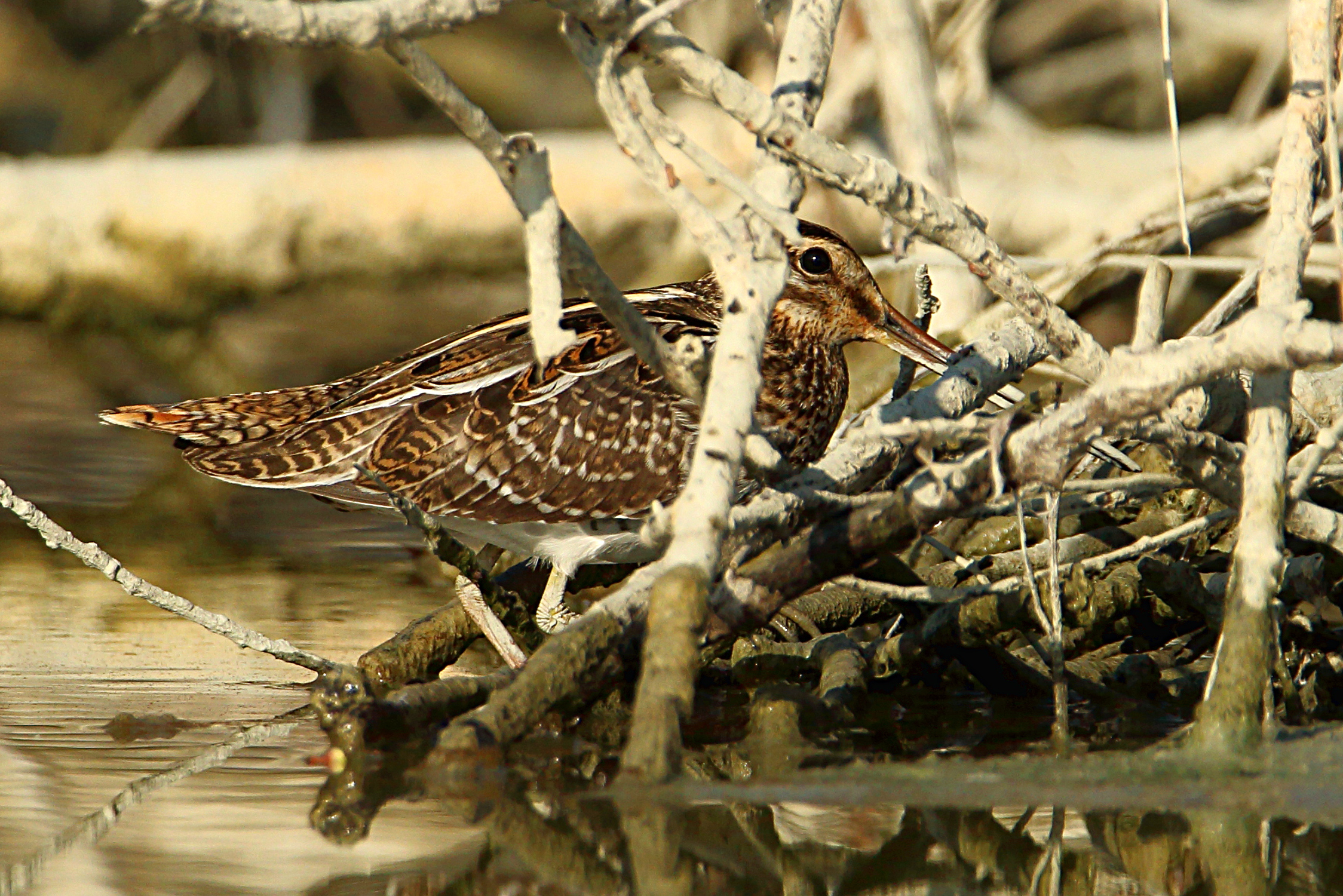 Azz .... I saw me !!!!!