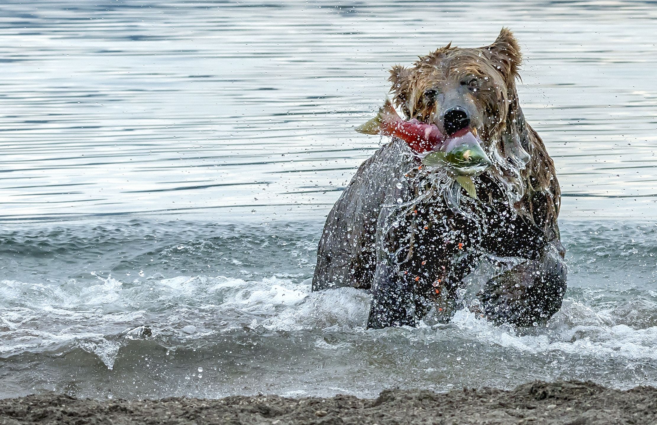 Kamchatka 2016 - Pescato
