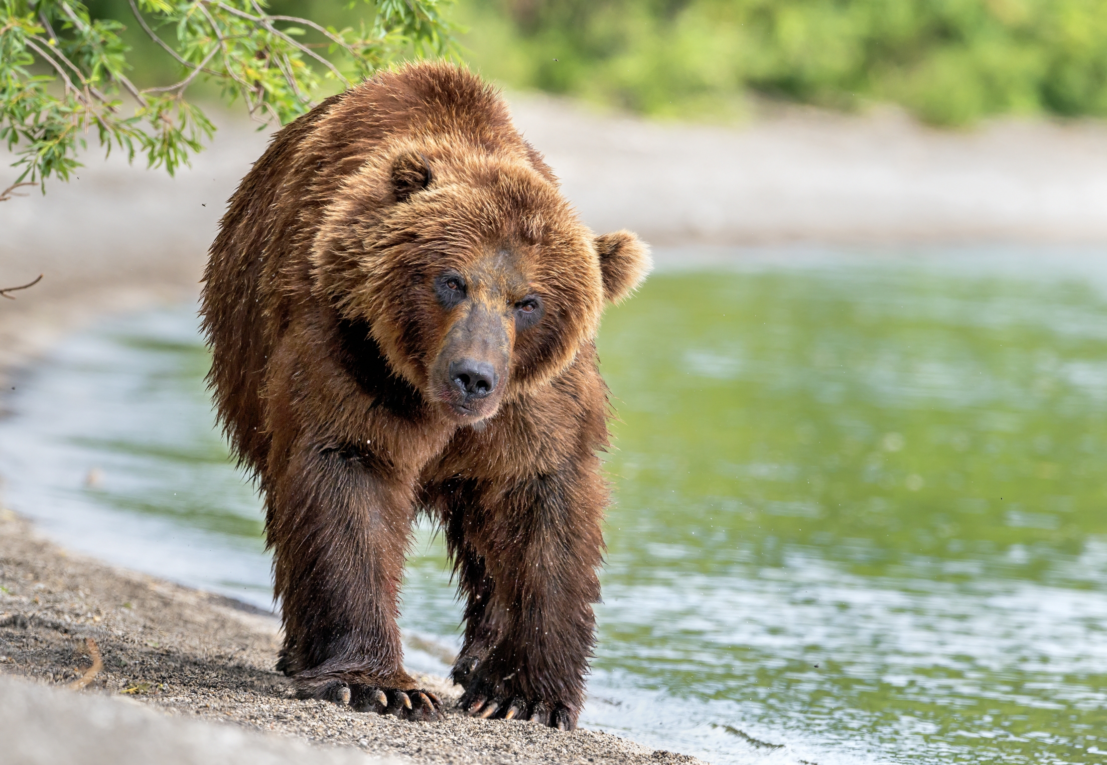 Kamchatka 2016 - In arrivo lento