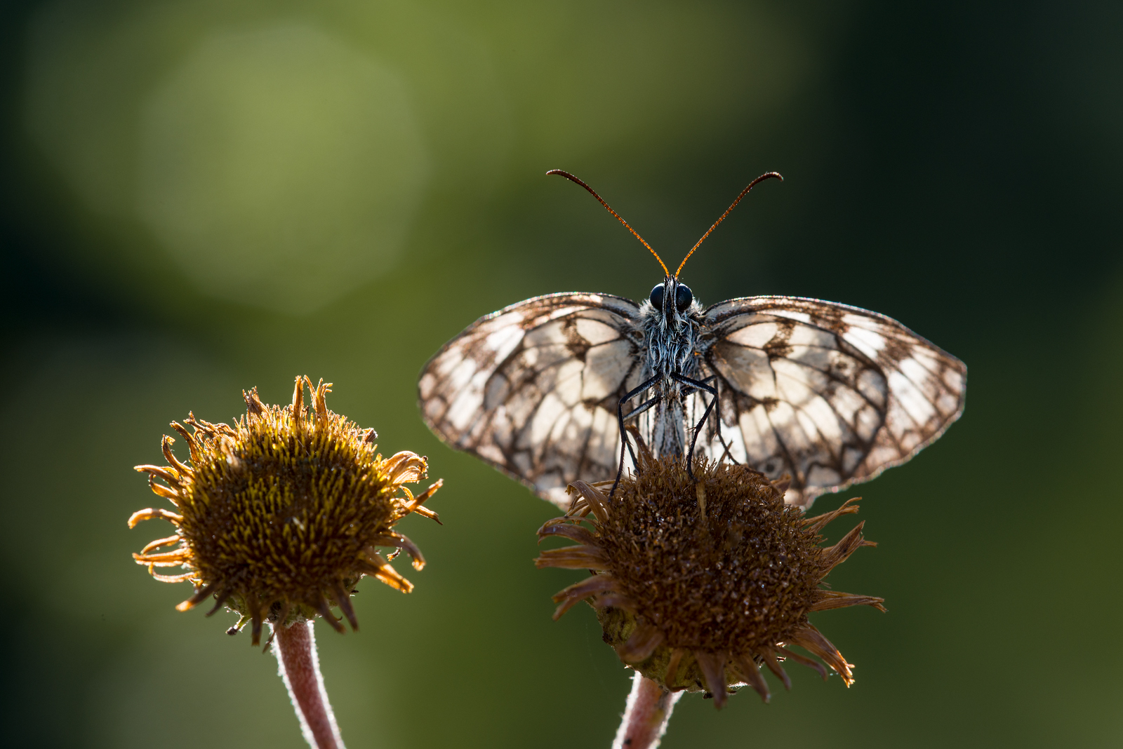 Melanargia in controluce