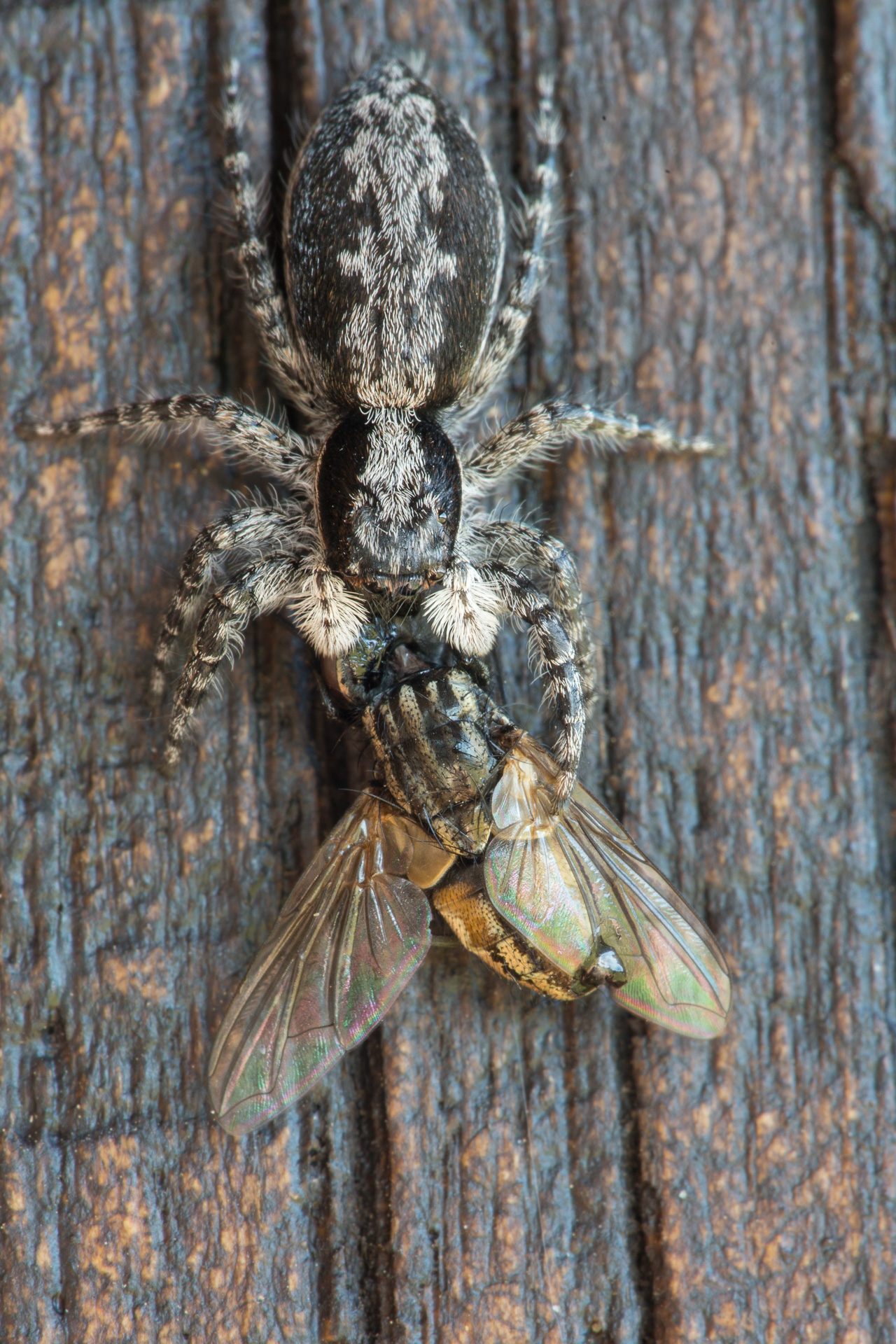 Gotta catch em All !! - One down.