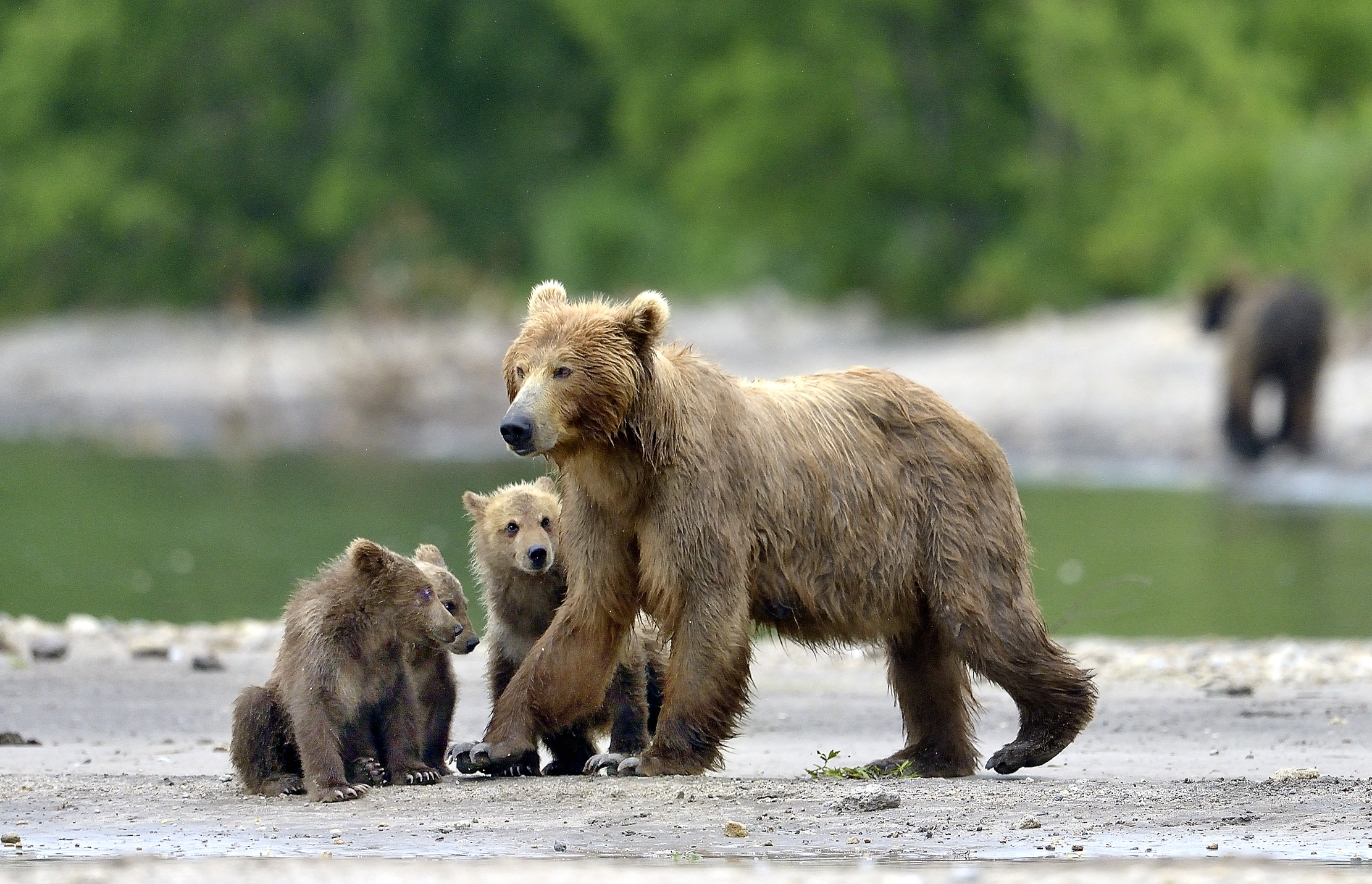 Kamchatka 2016 - Famigliola