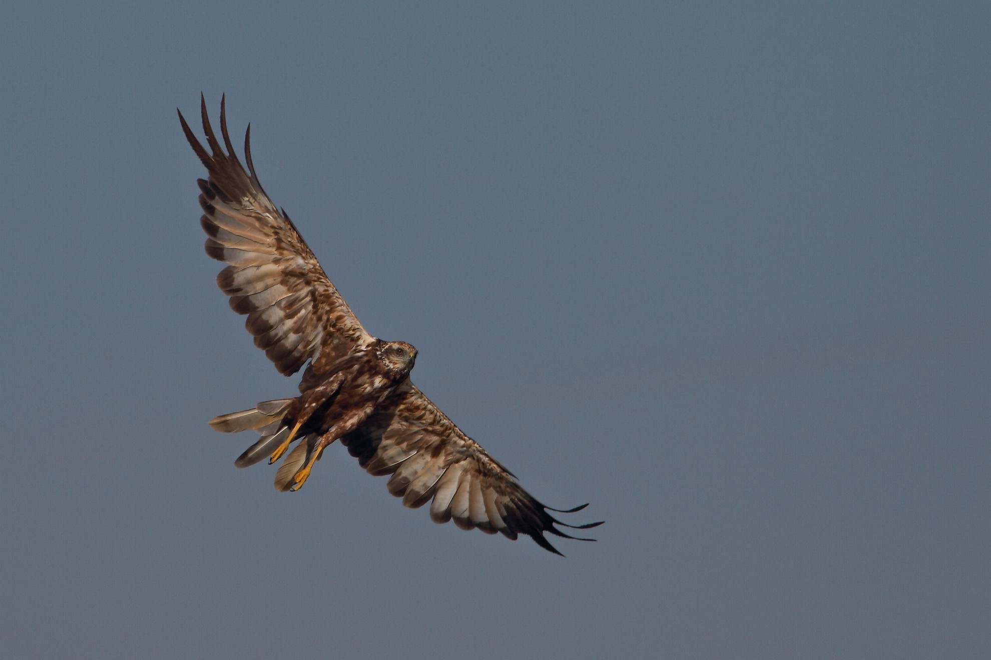 Marsh harrier (Juv.)