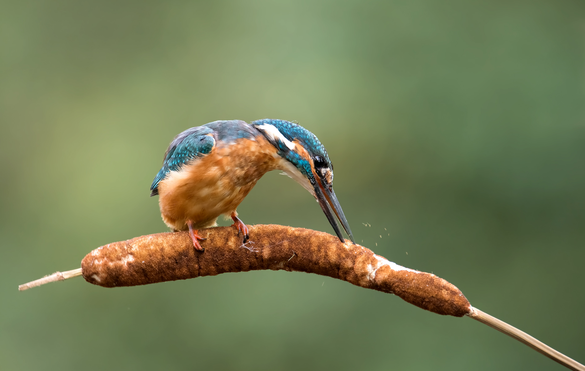 Martin pescatore su Typha