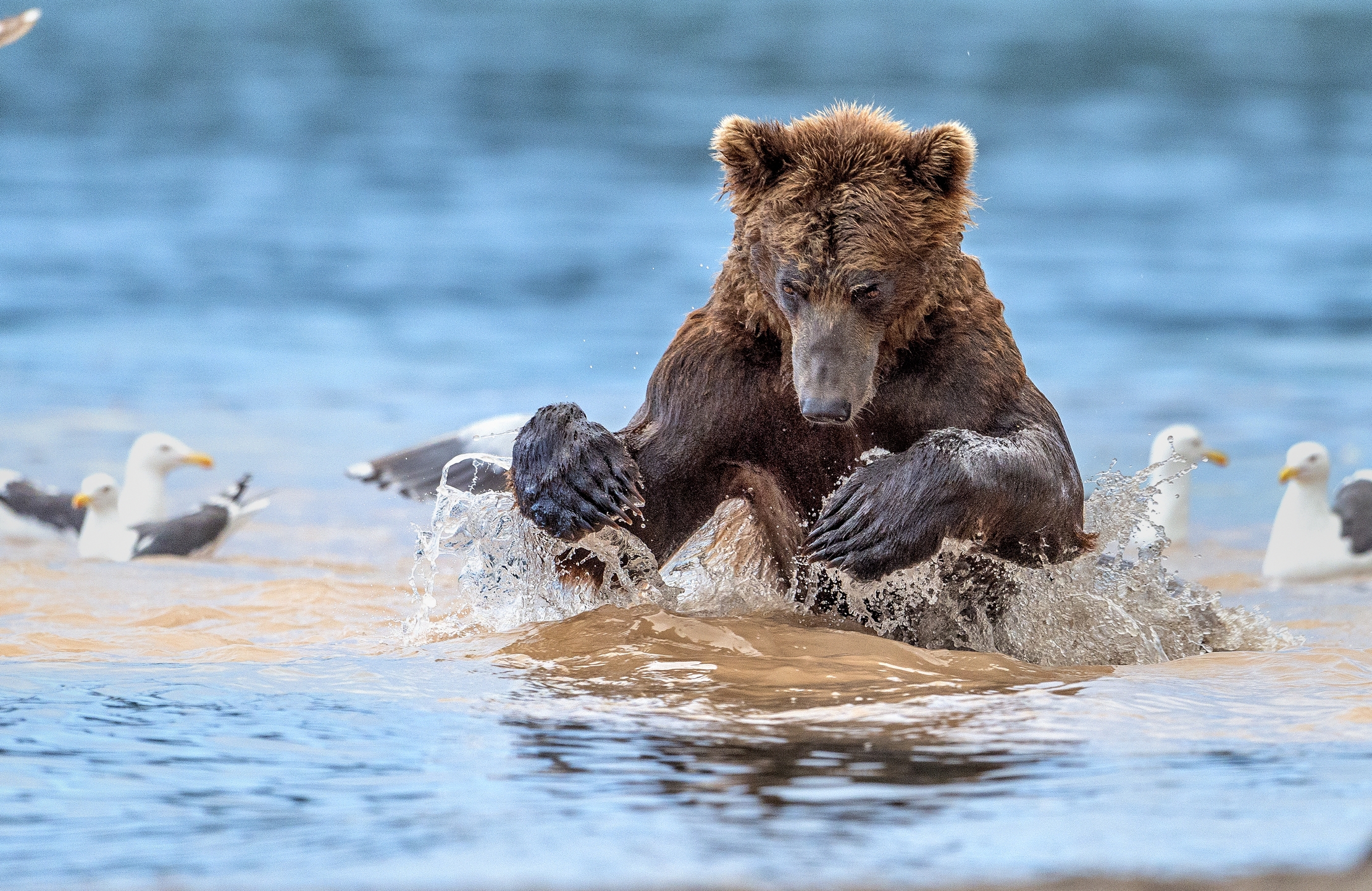 Kamchatka 2016 - A pescare