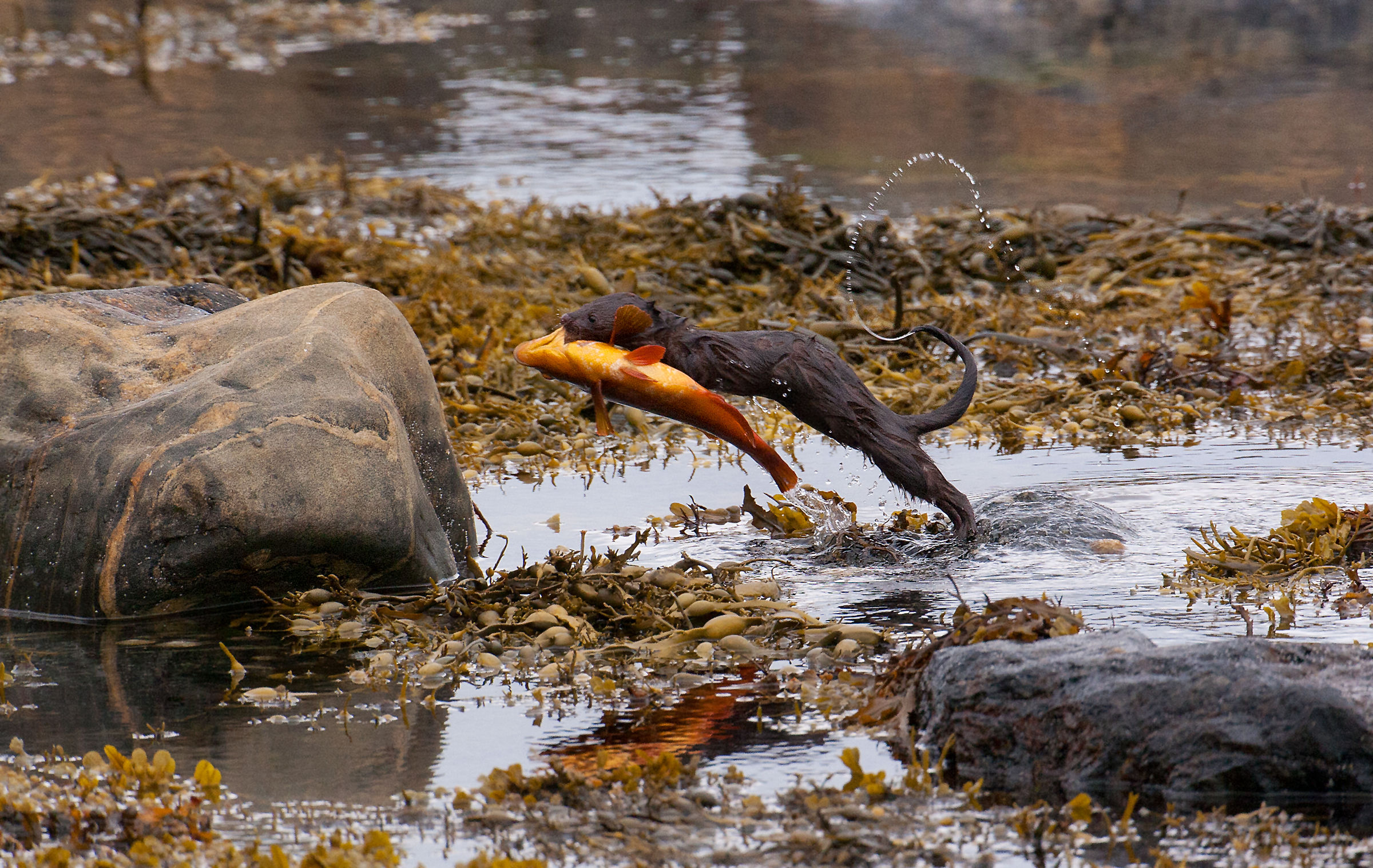 American mink with prey