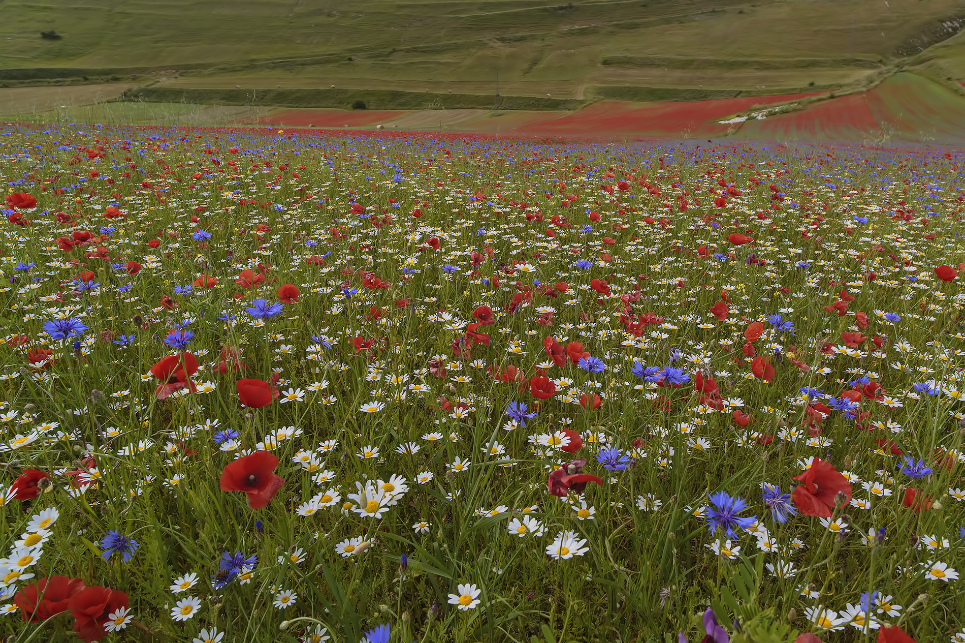 Castelluccio - fioritura 2016