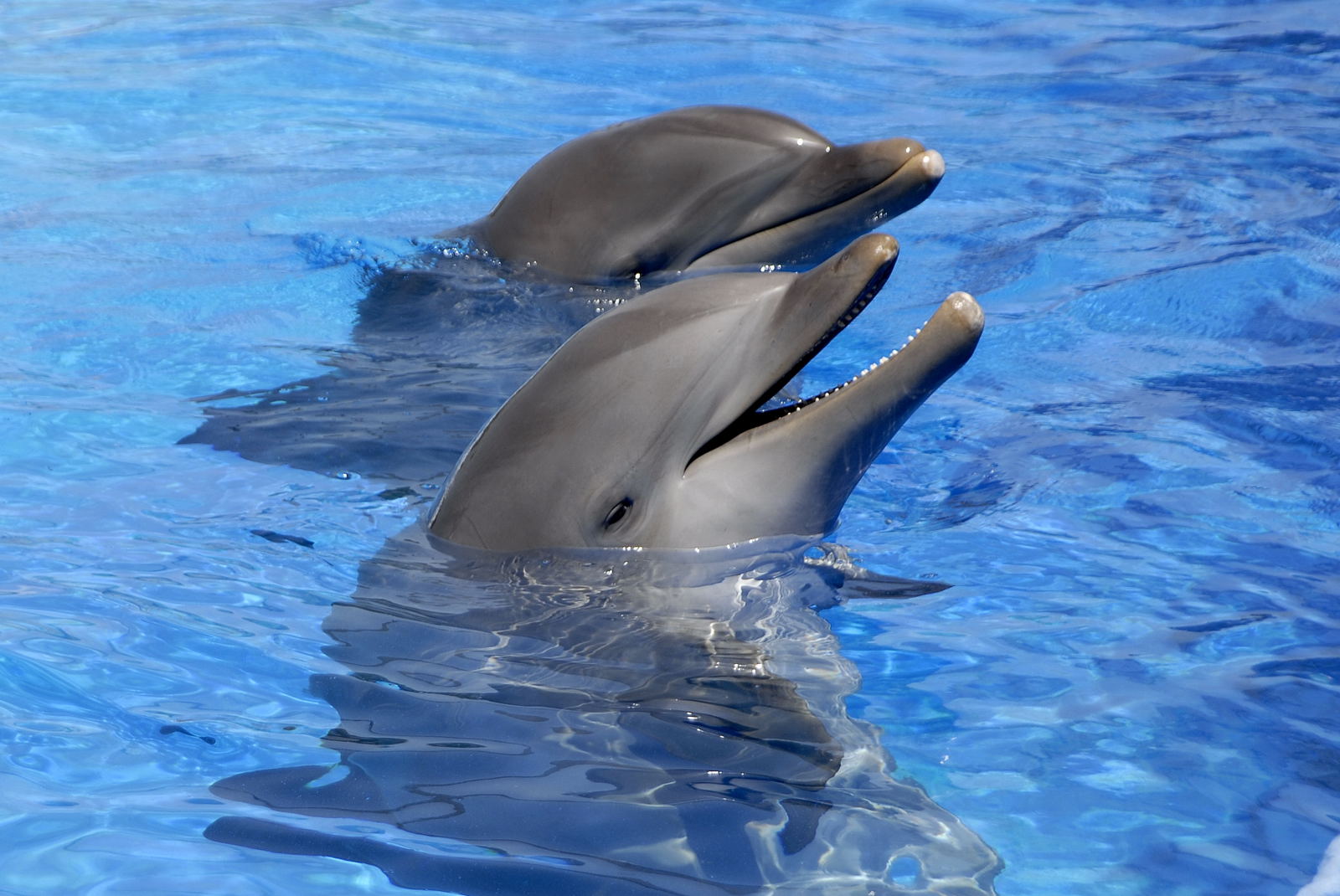dolphins